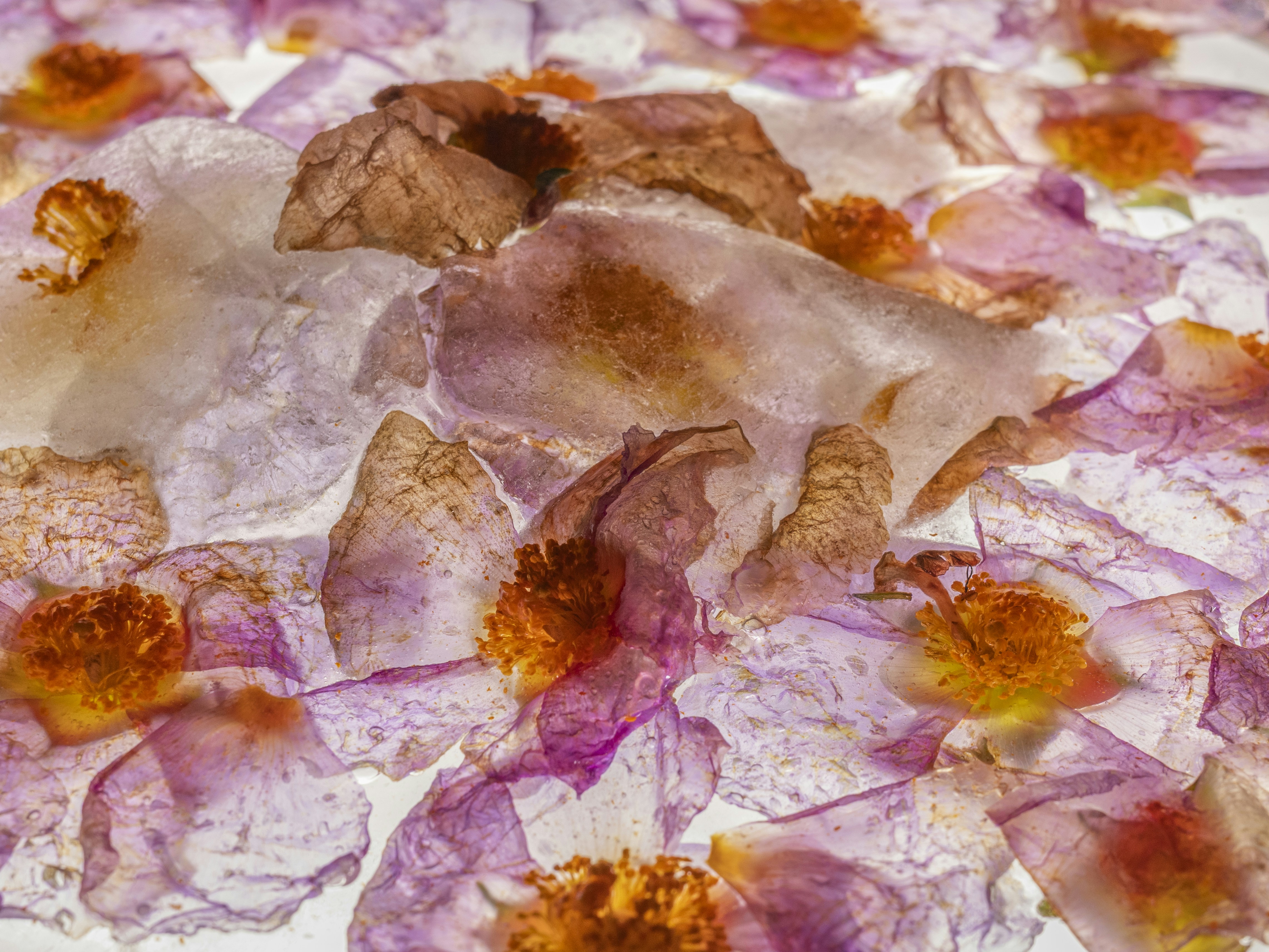 Delicate pink and purple flower petals with orange centers.