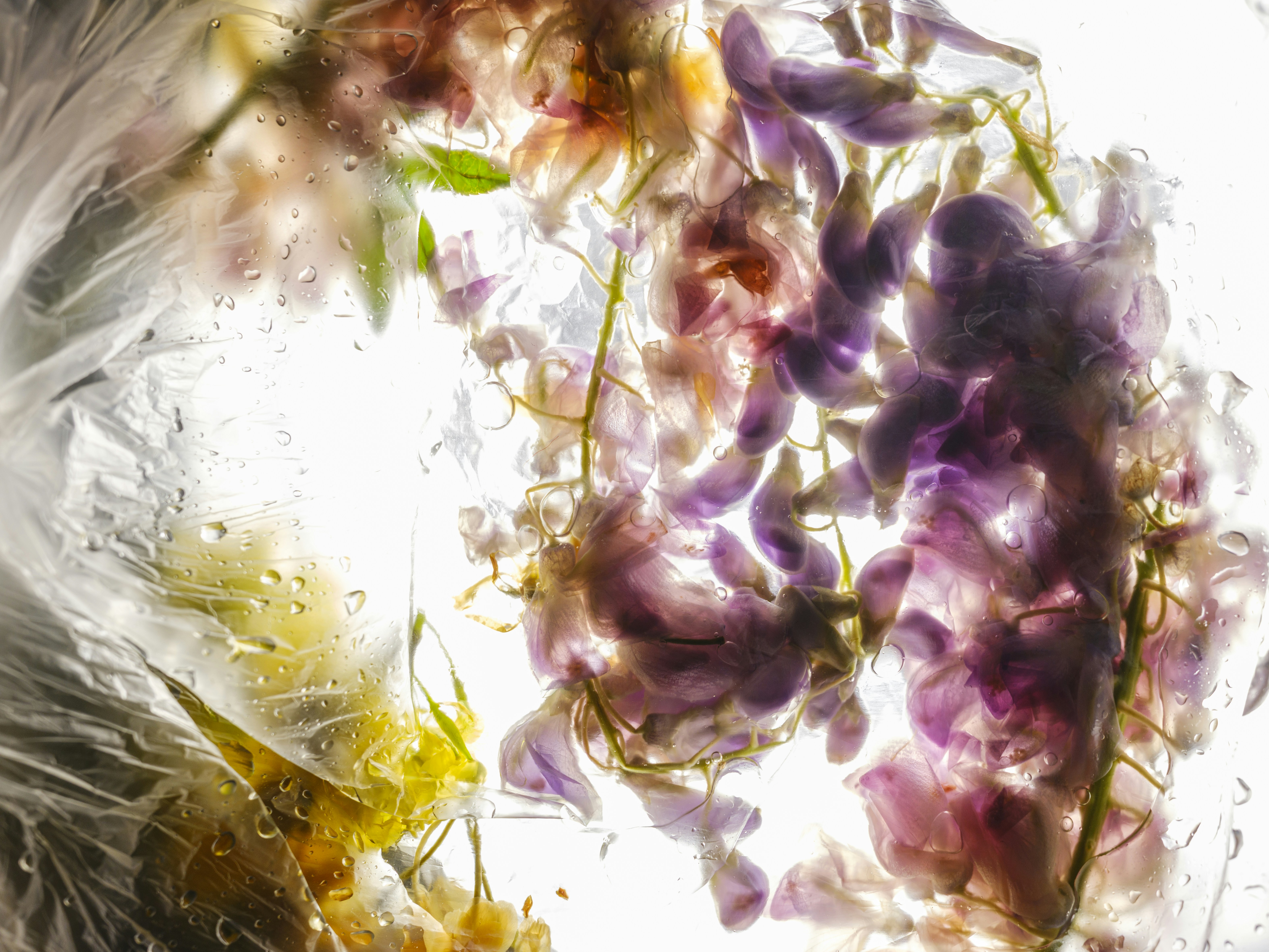 Purple and yellow flowers encased in ice