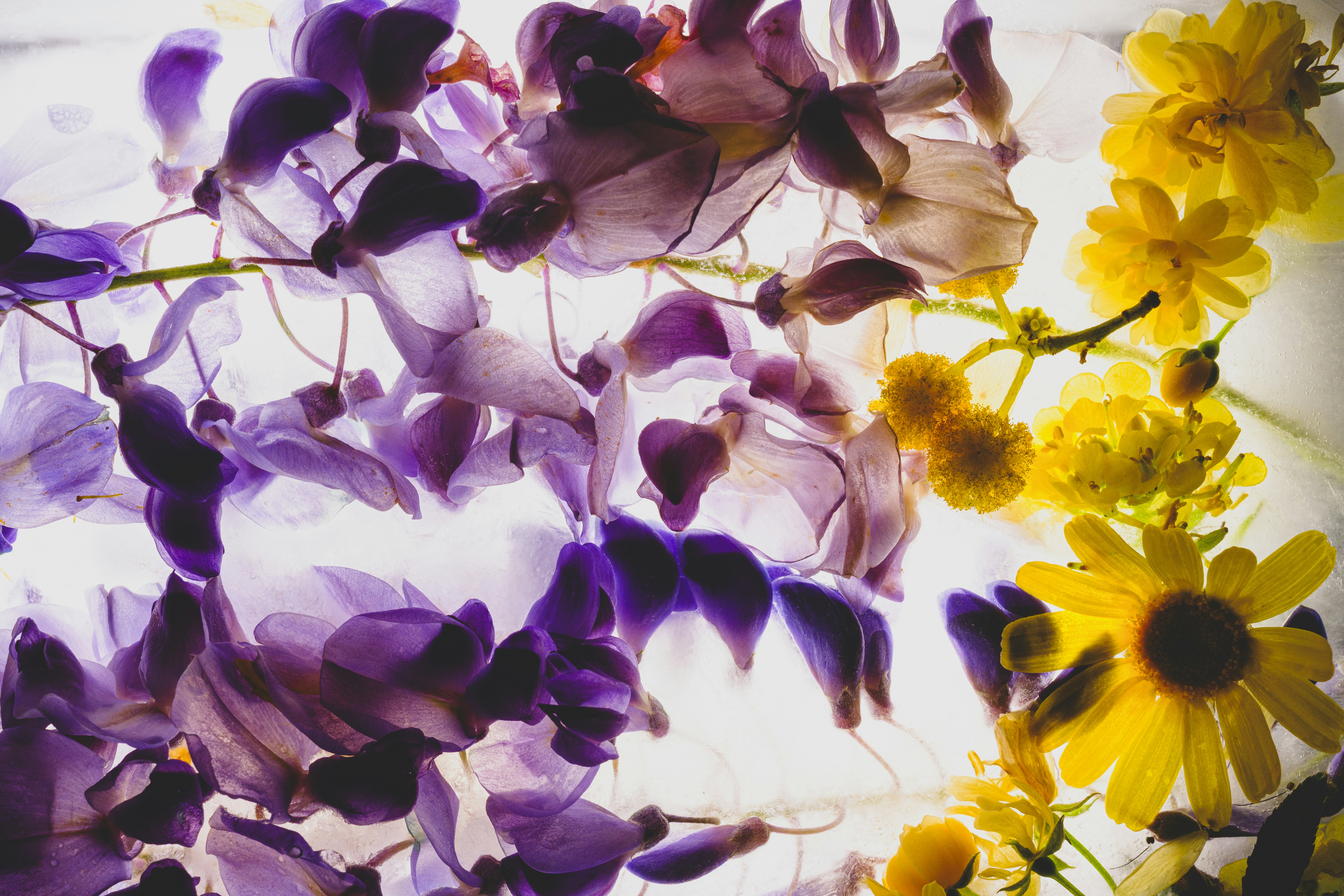 Purple wisteria and yellow flowers backlit by light