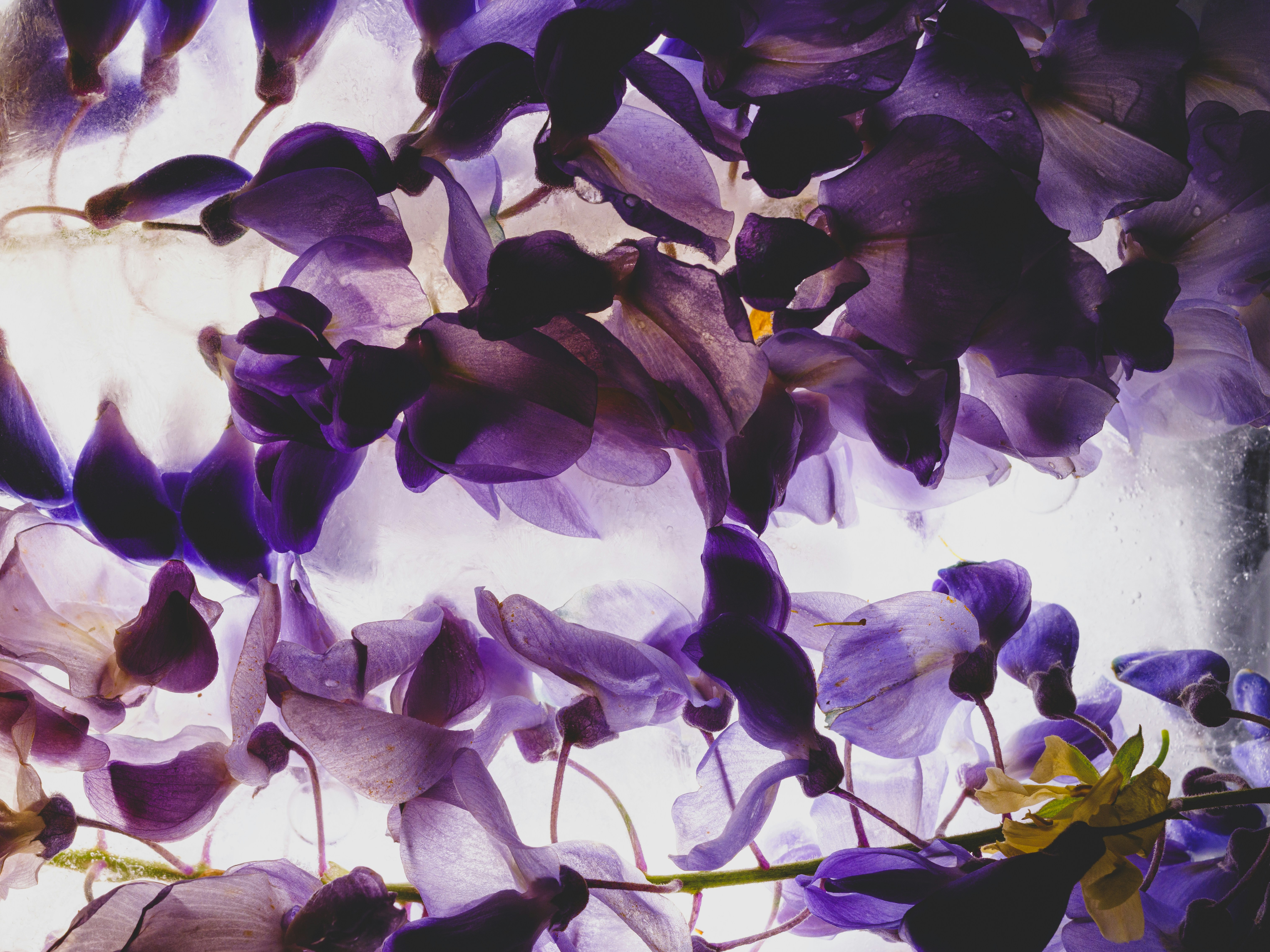 Close-up of purple wisteria flowers against a bright background.