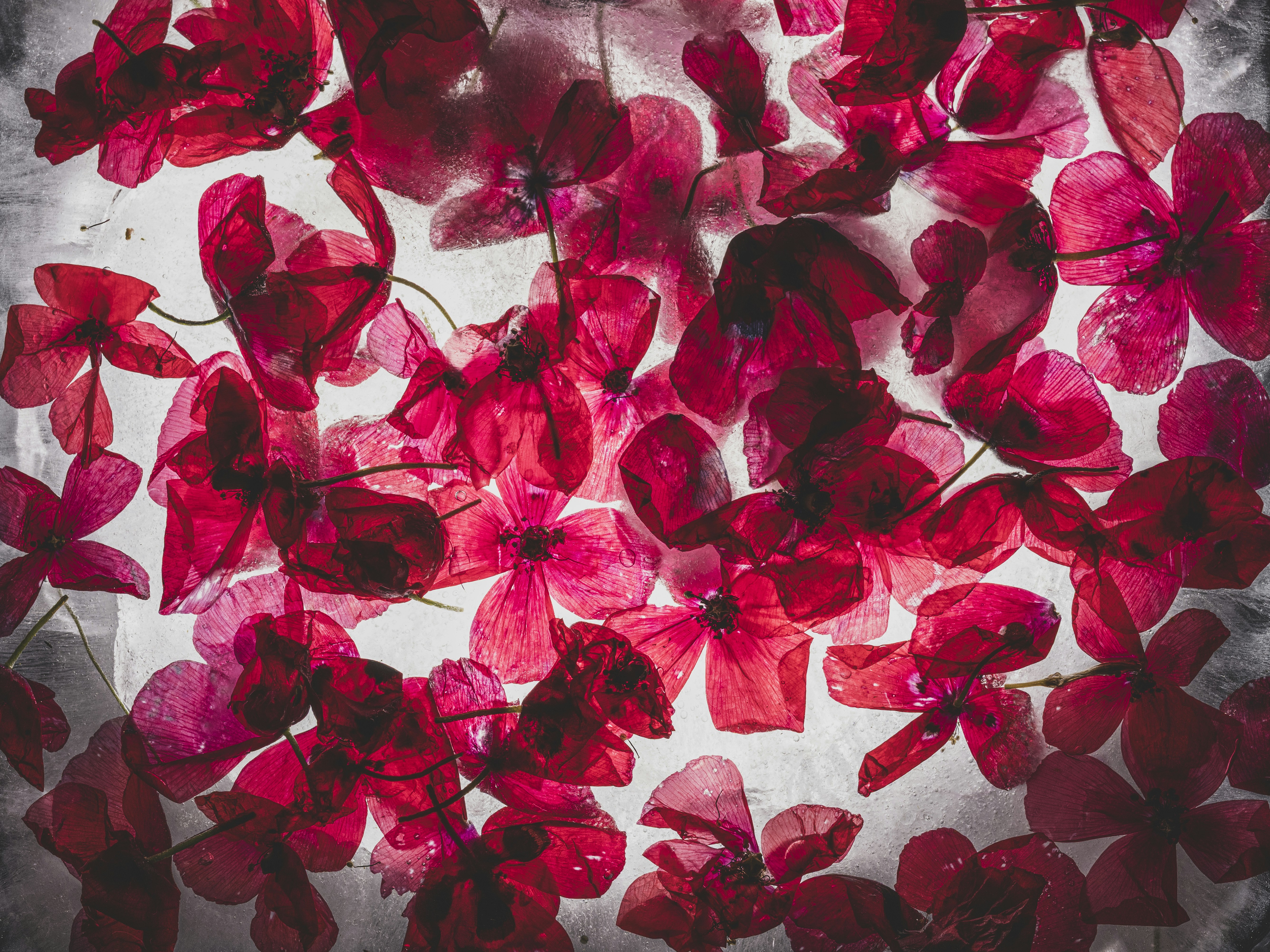 Scattered red flower petals on a white surface.