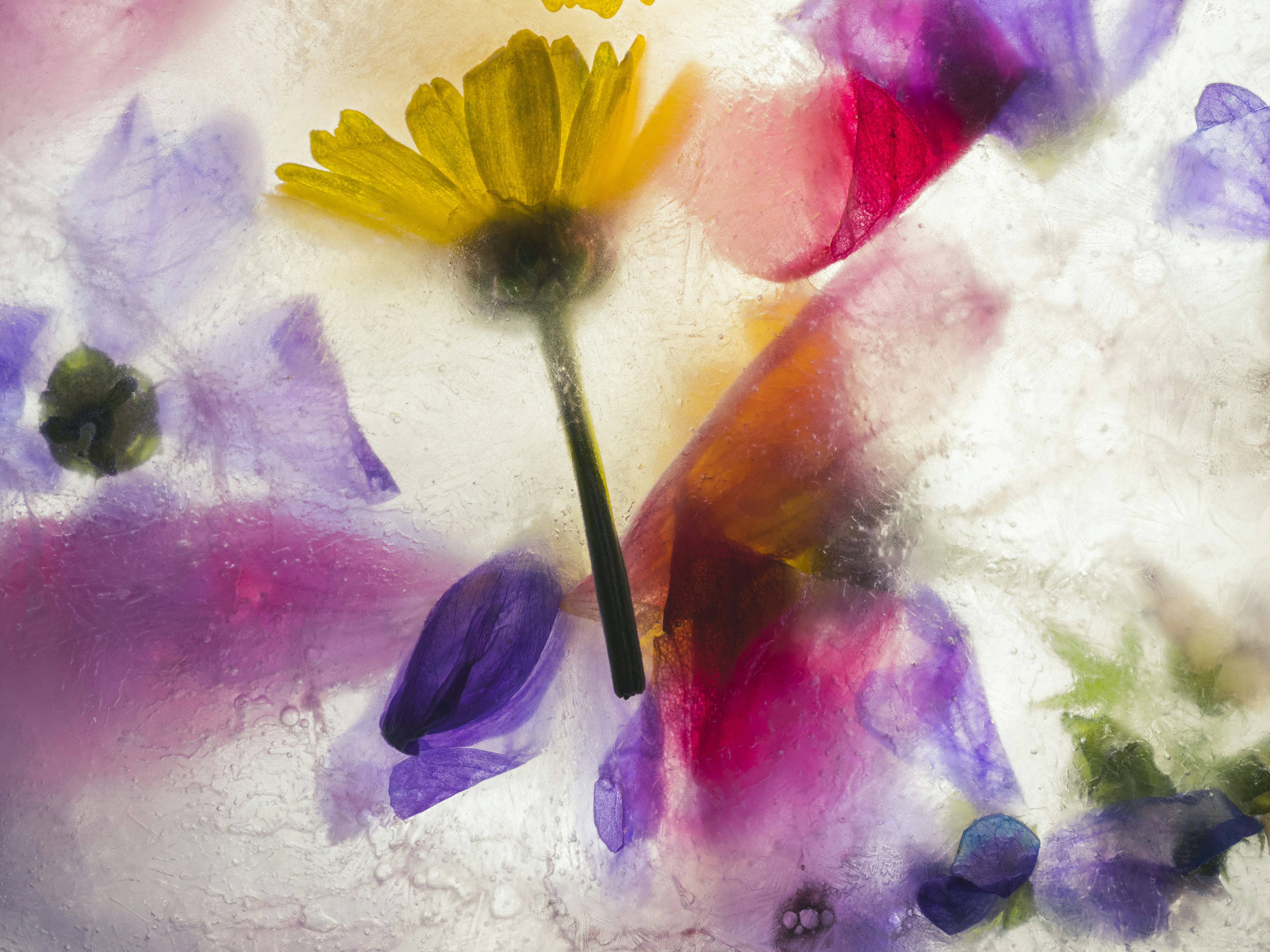 Frozen flowers with vibrant colors and textures