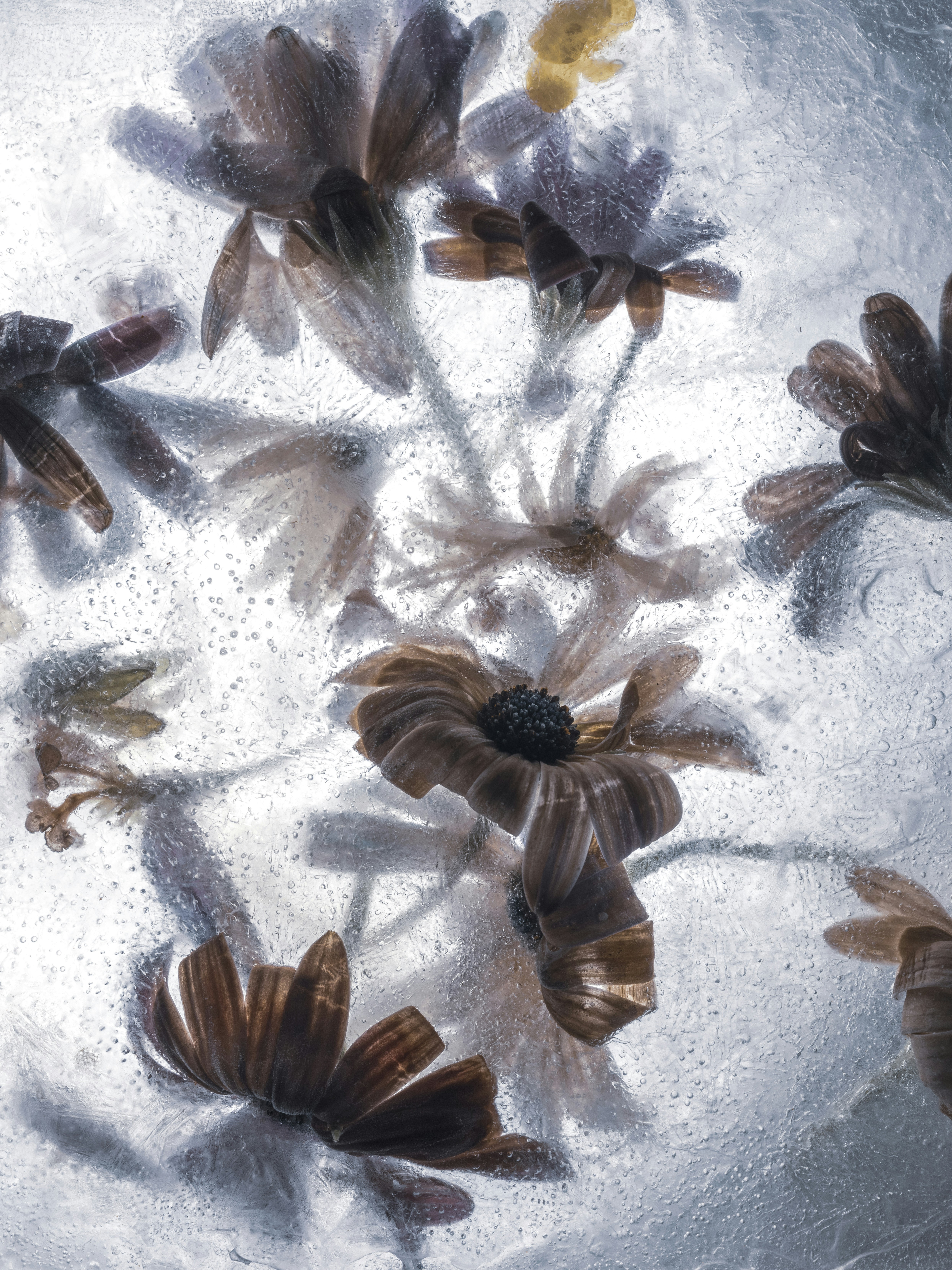 Flowers frozen in ice with air bubbles.