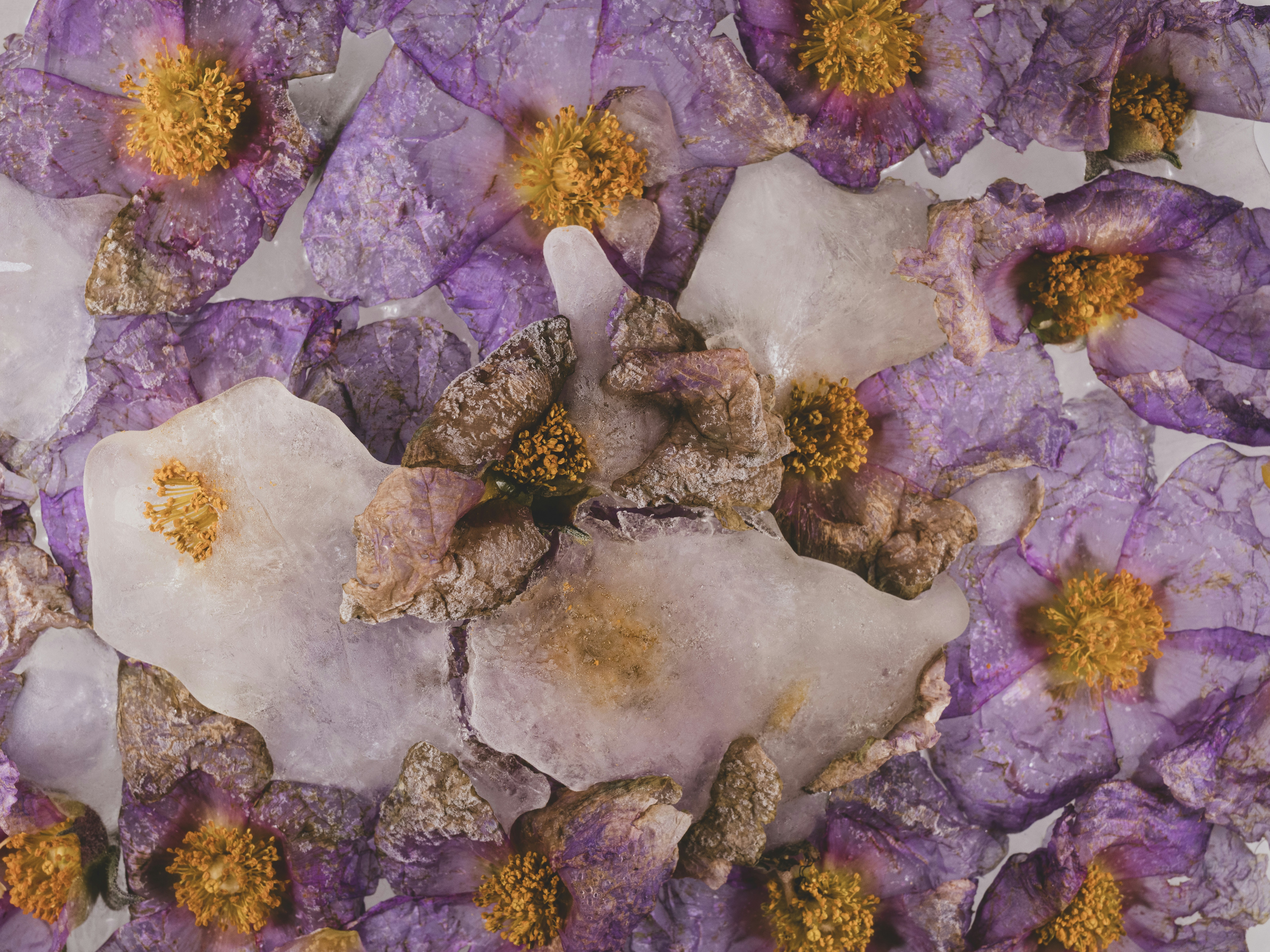 Purple flowers with yellow centers and white stones