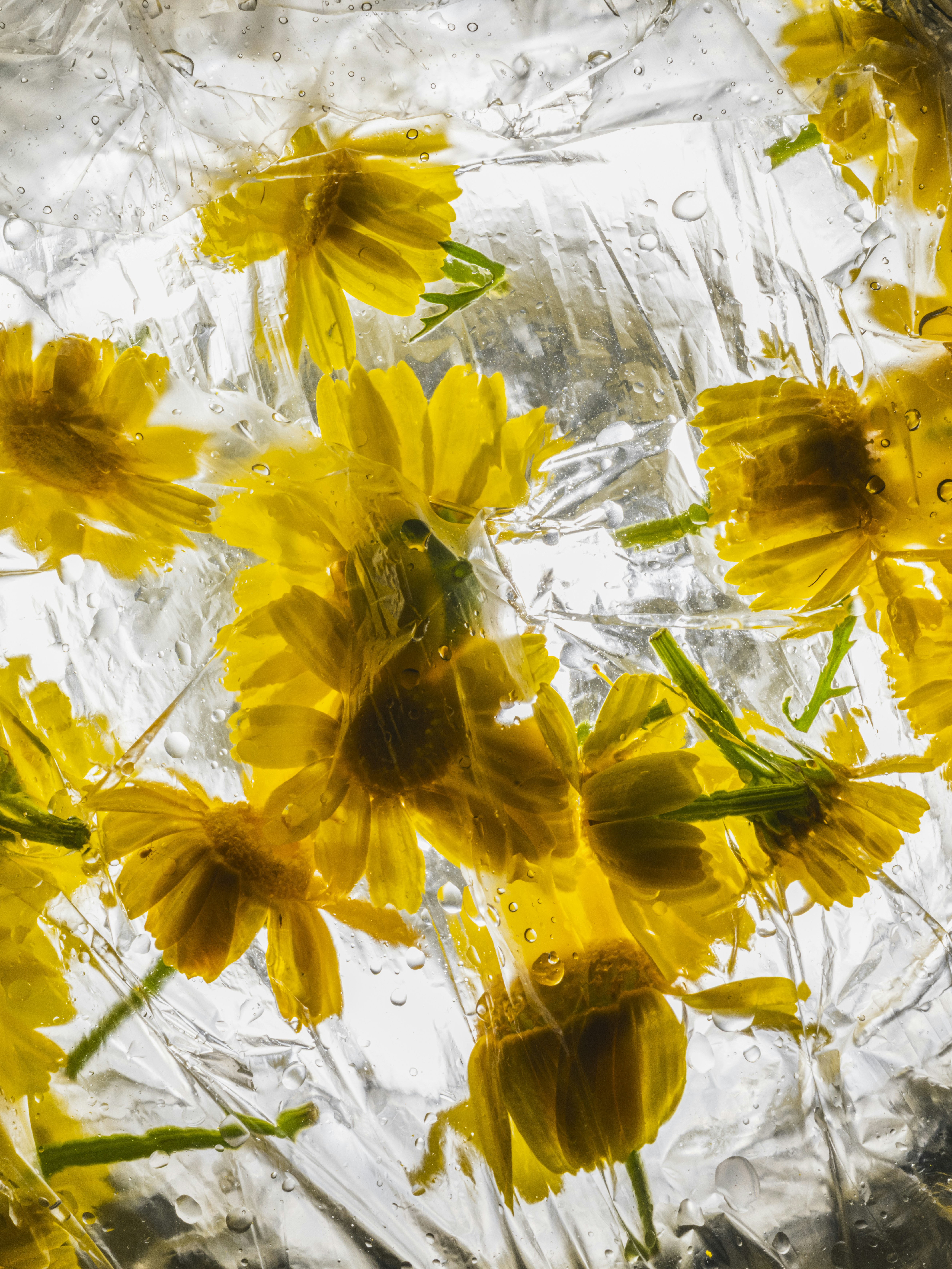 Yellow flowers frozen in ice with air bubbles.