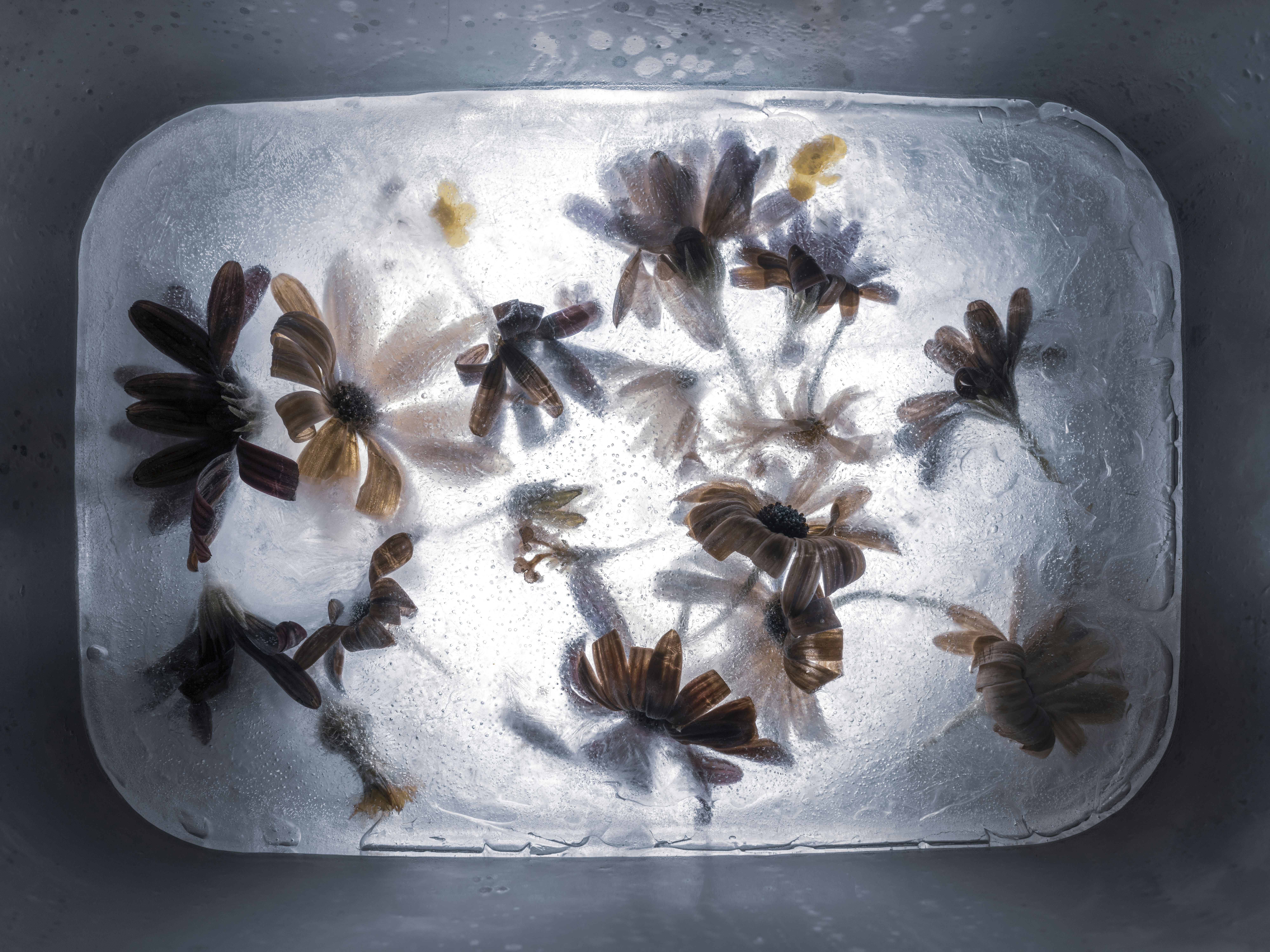 Flowers frozen in a block of ice
