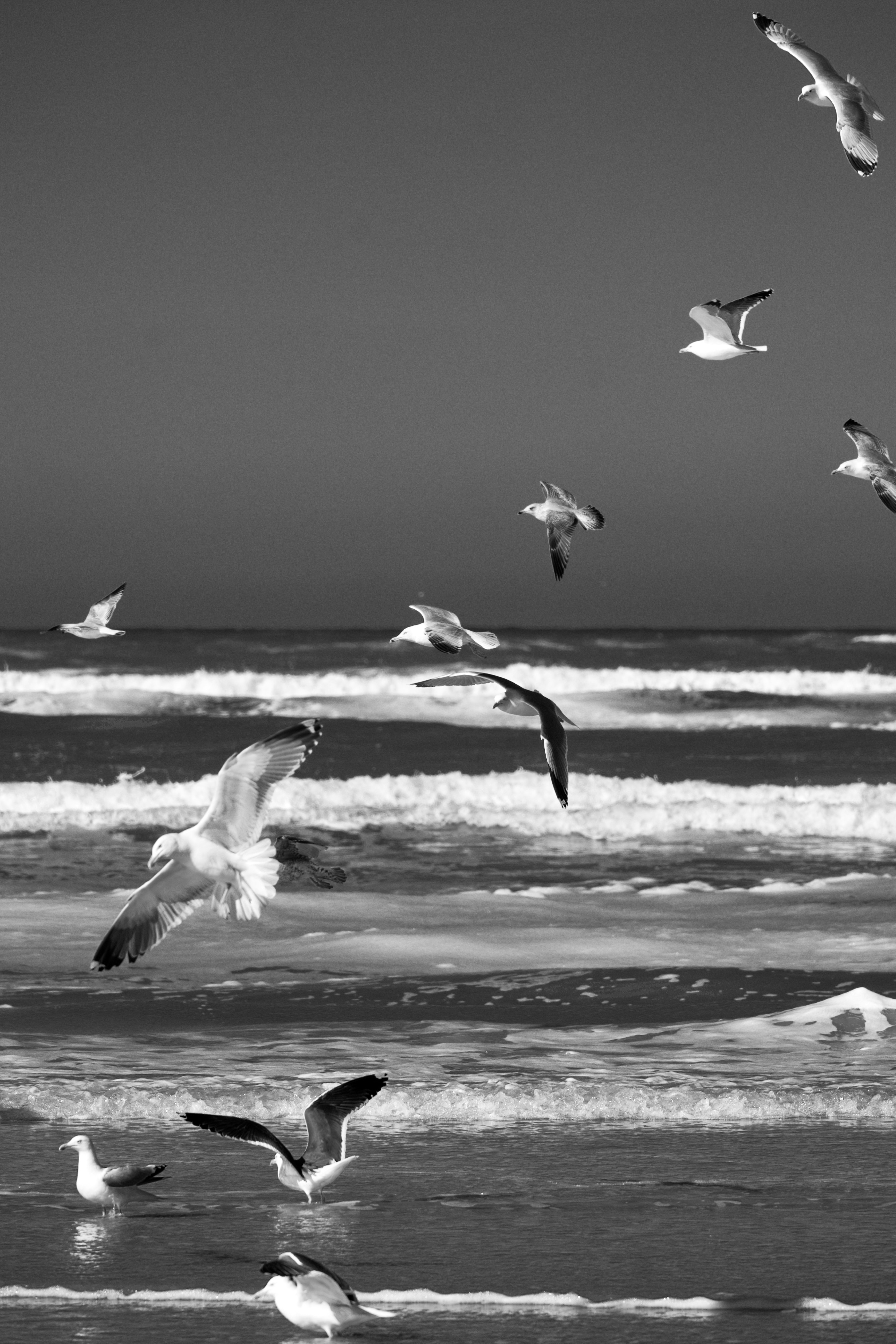 Seagulls fly over waves at a beach