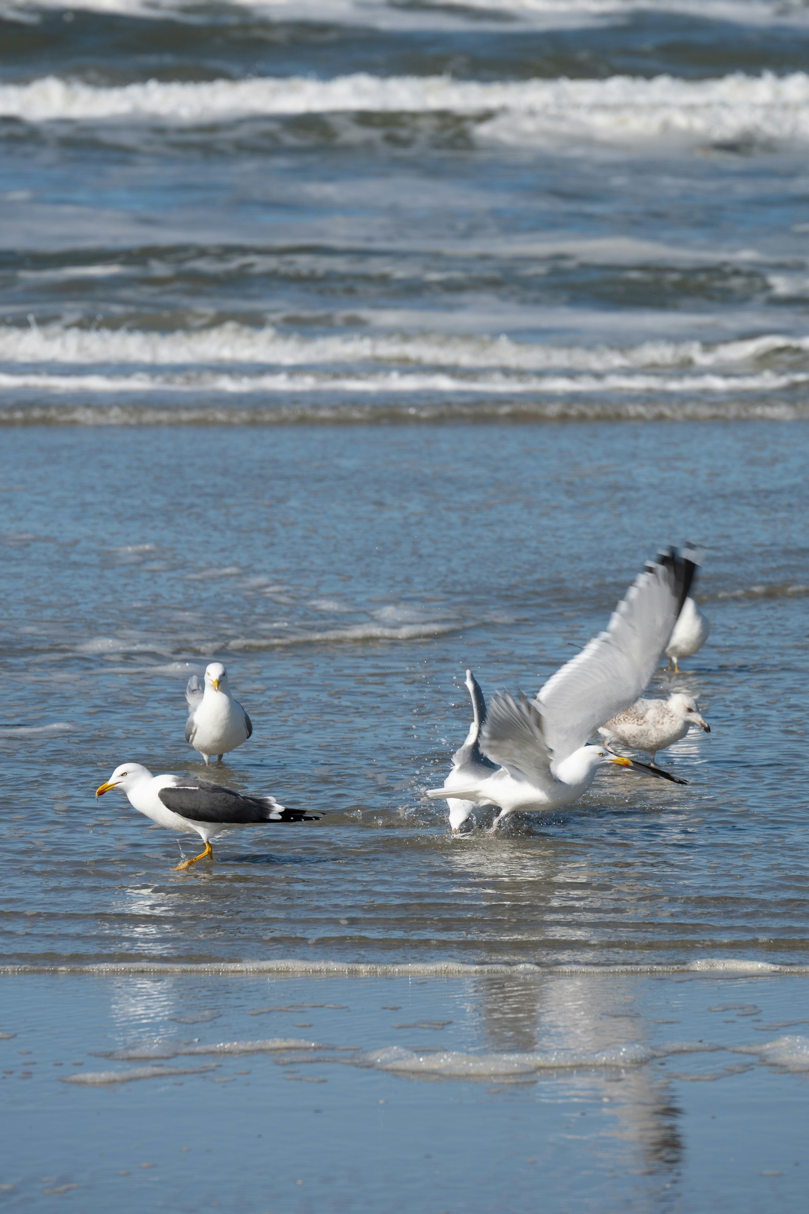 Seagulls standing in shallow ocean water