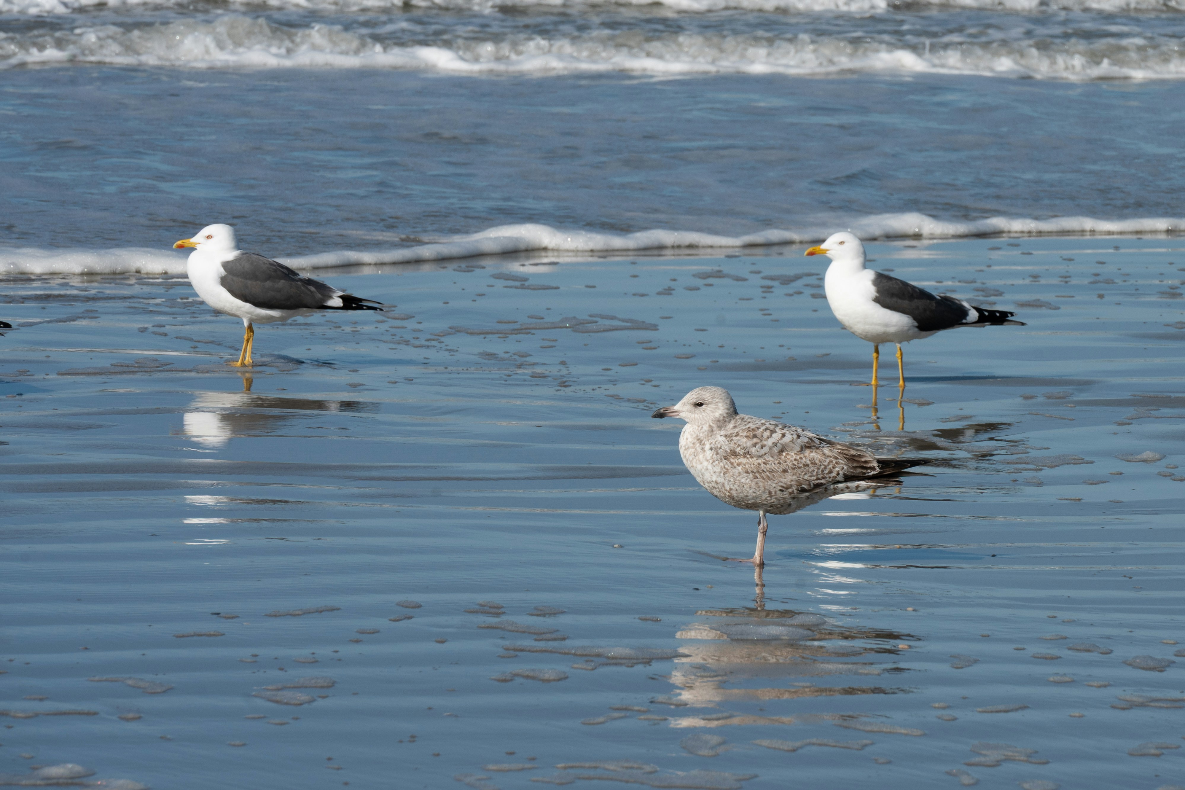 Three seagulls standing on a wet sandy beach.