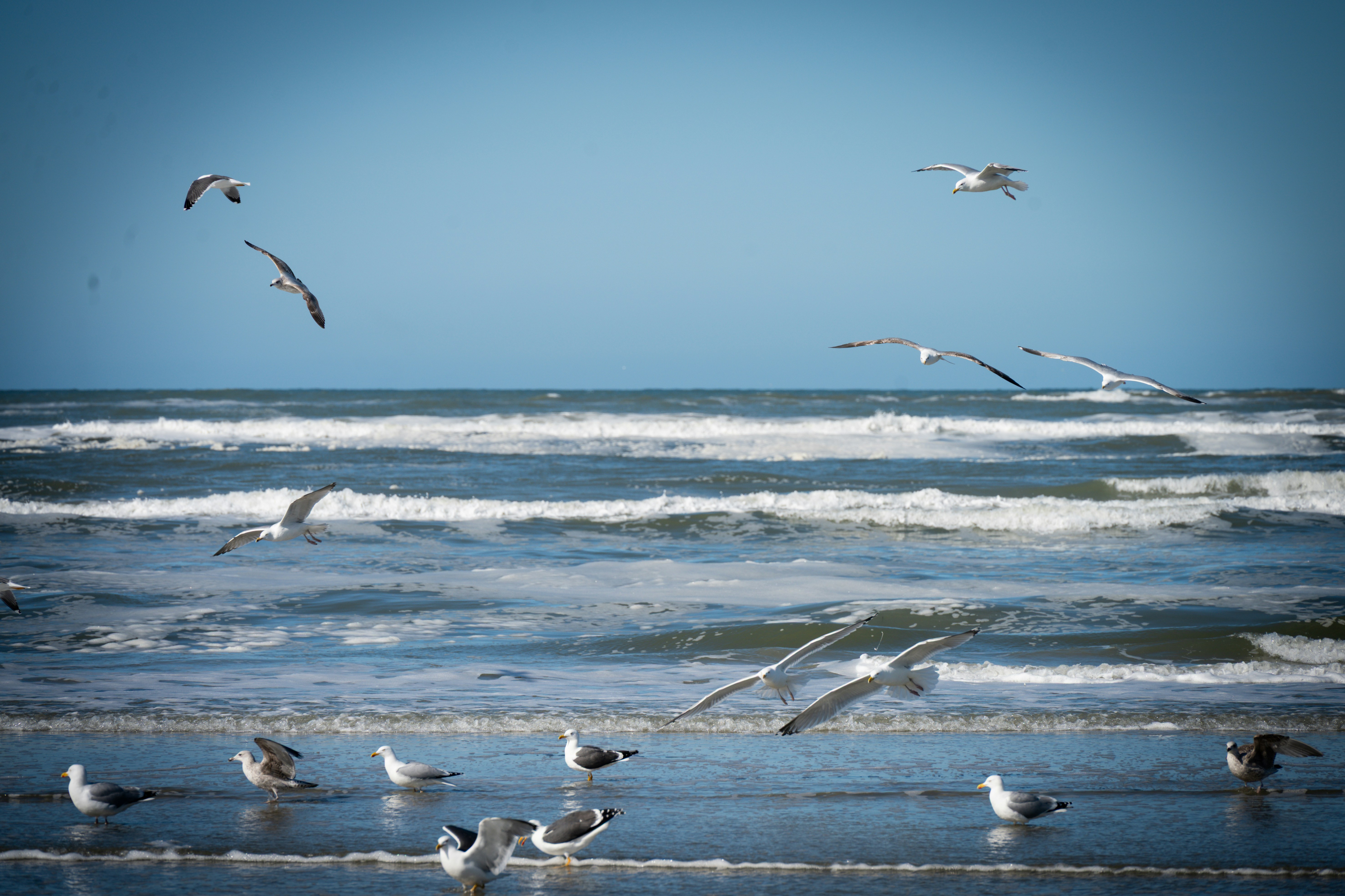 Seagulls flying and resting by the ocean waves