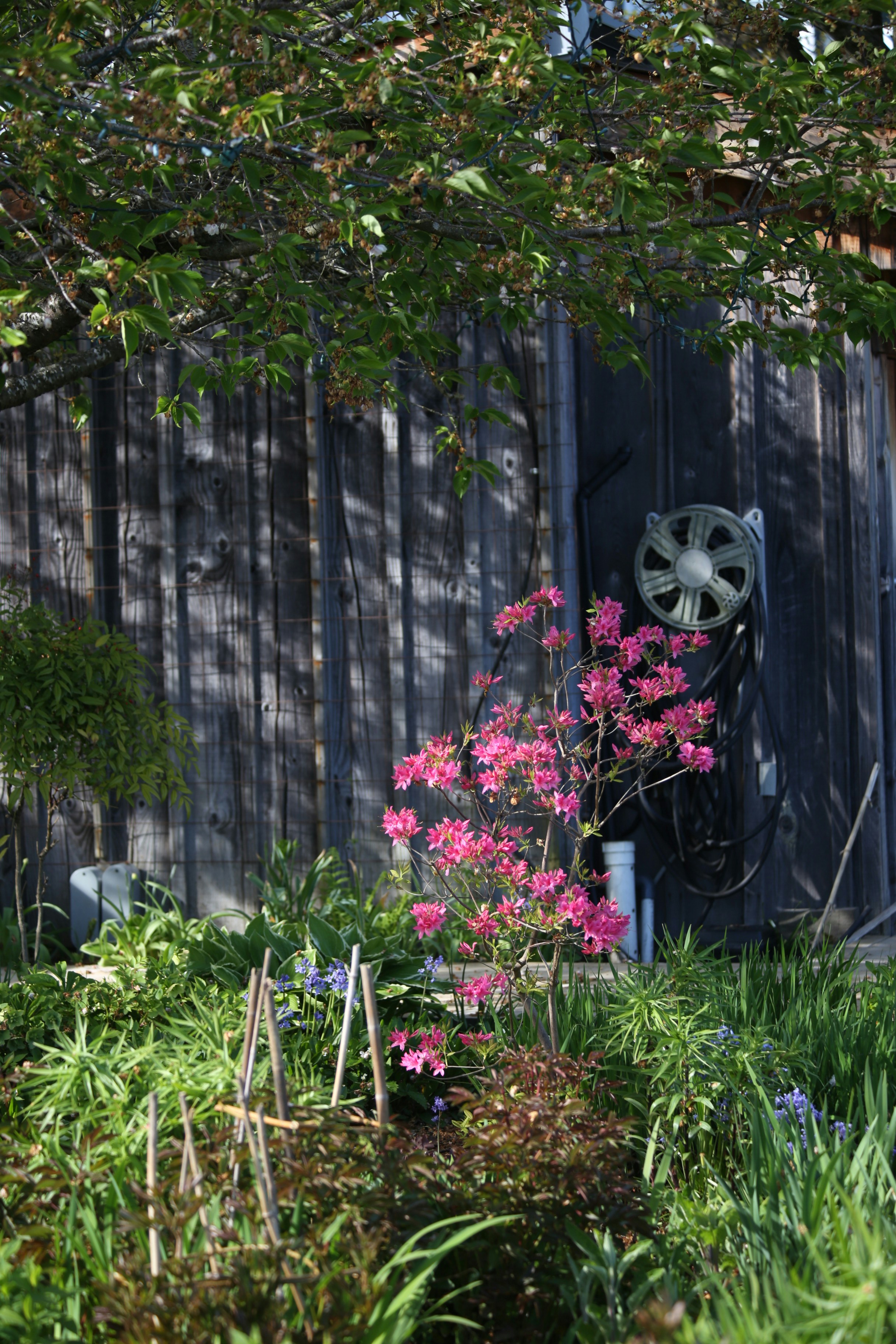 Pink azaleas bloom against a weathered wooden fence.