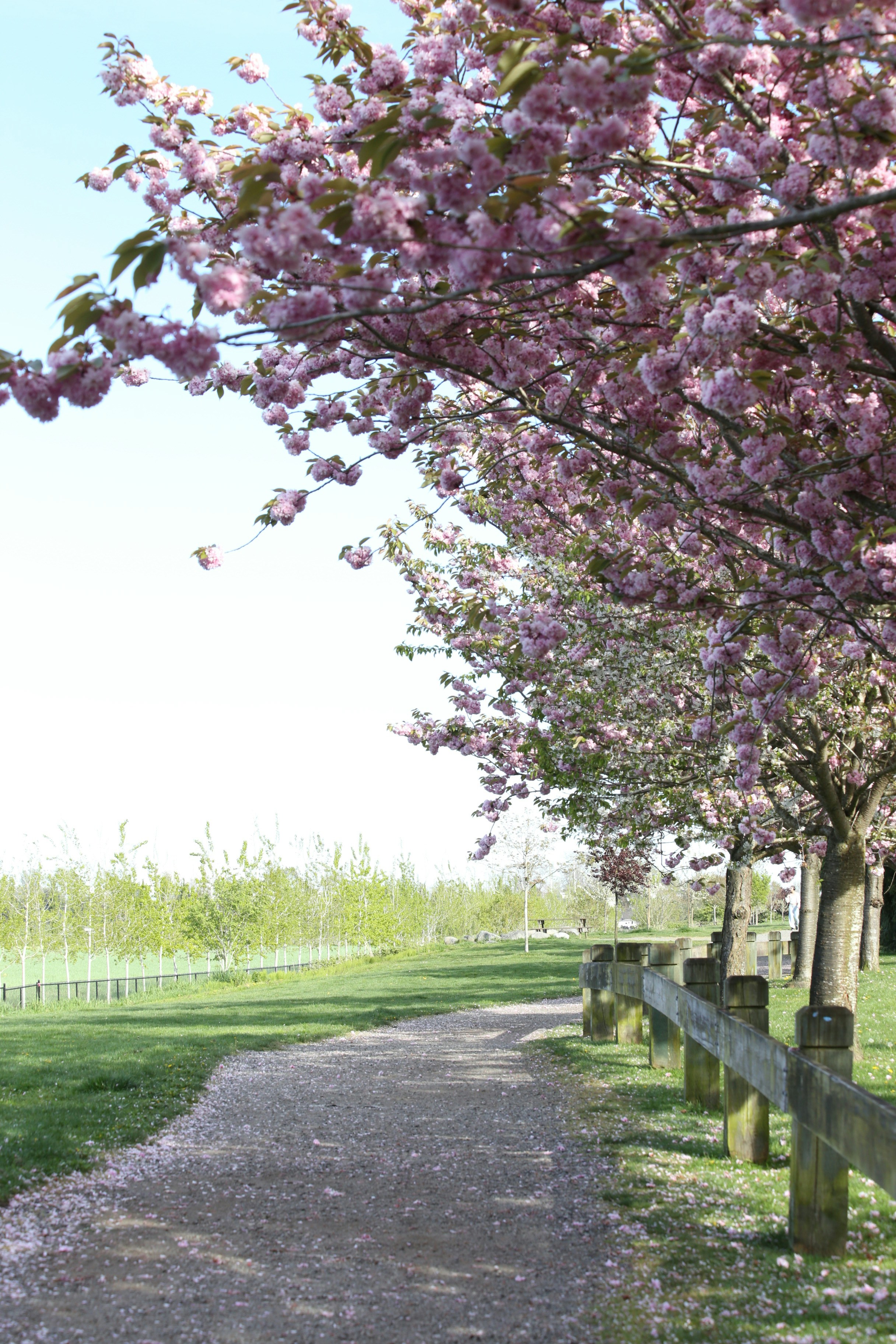 Blooming cherry blossom trees line a park path.