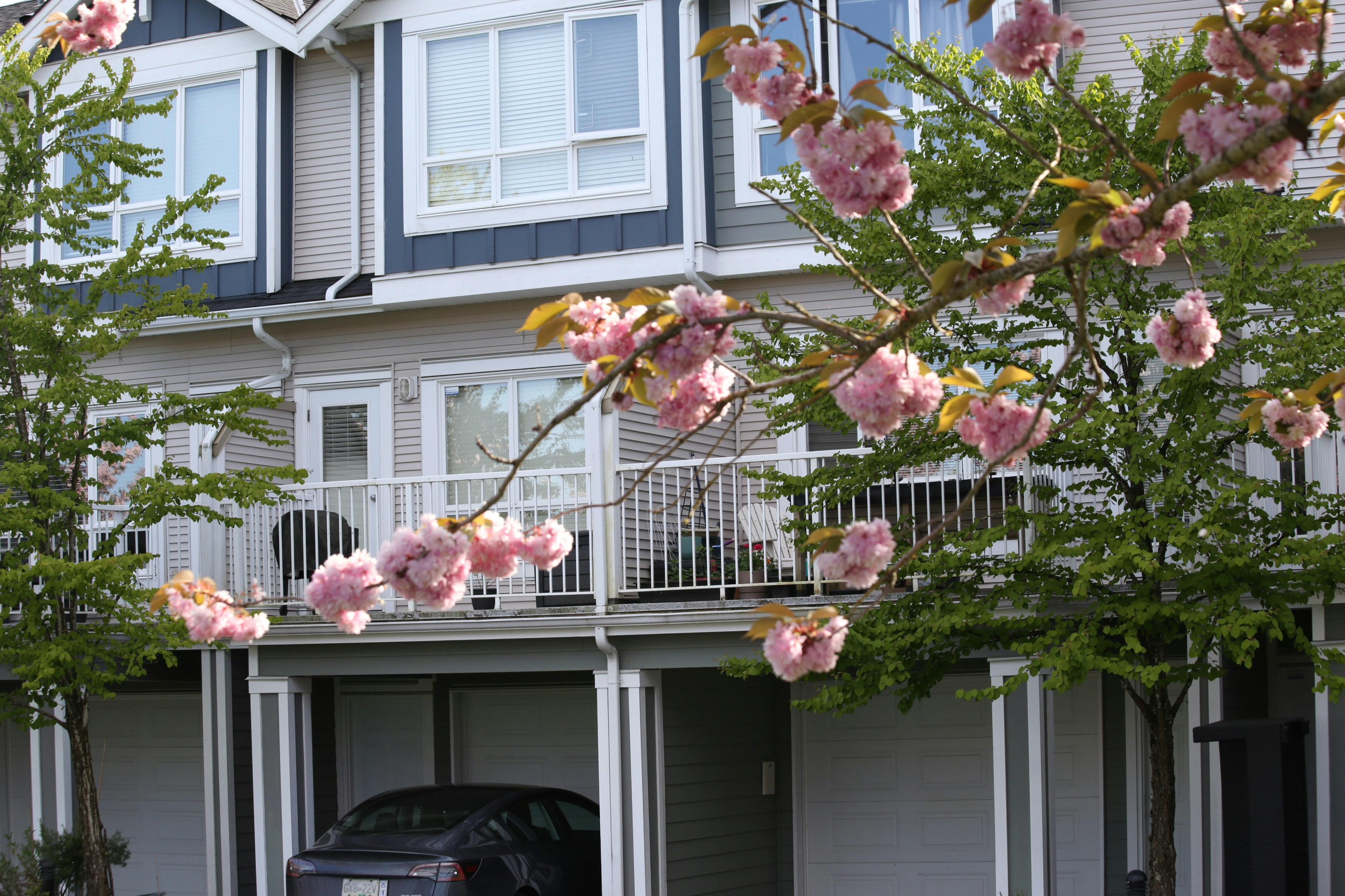 Townhouses with blooming cherry blossom trees in foreground.