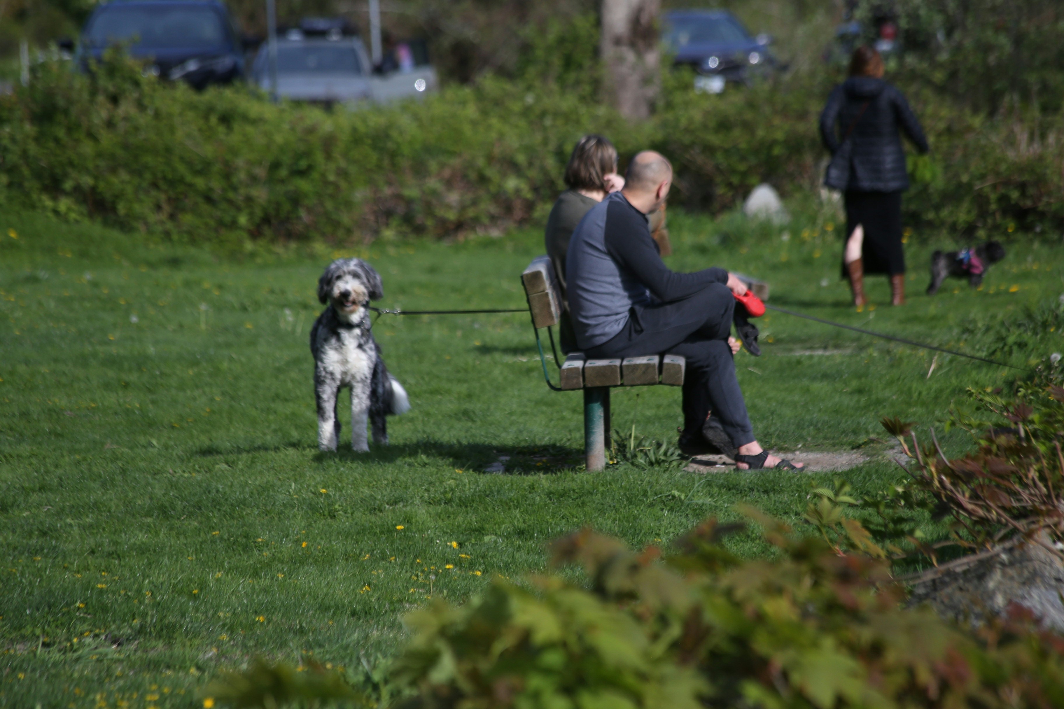 A dog sits on grass near people on a bench.