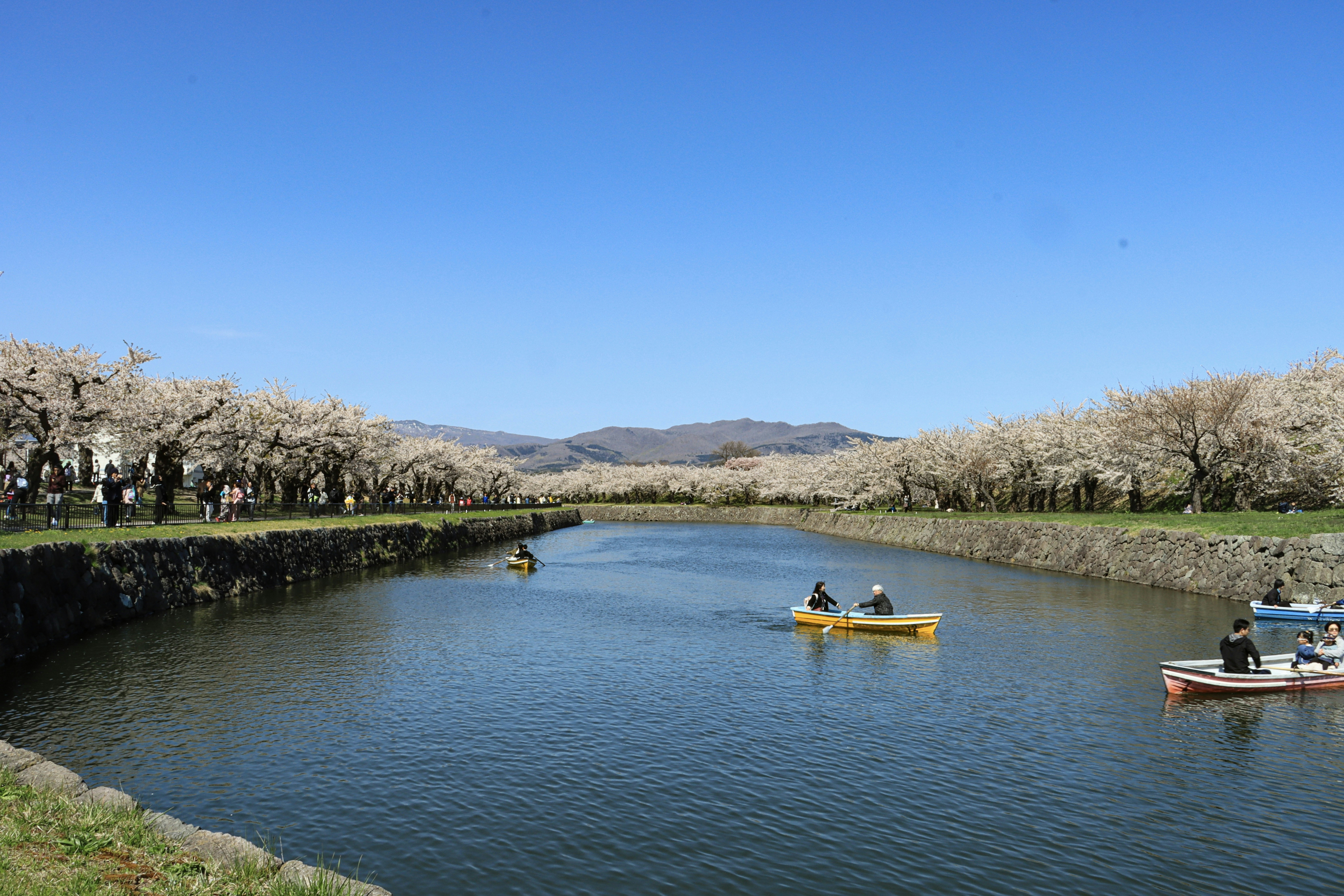 Goryokaku Park's star-shaped moat lined with cherry blossom trees and rowboats on the water