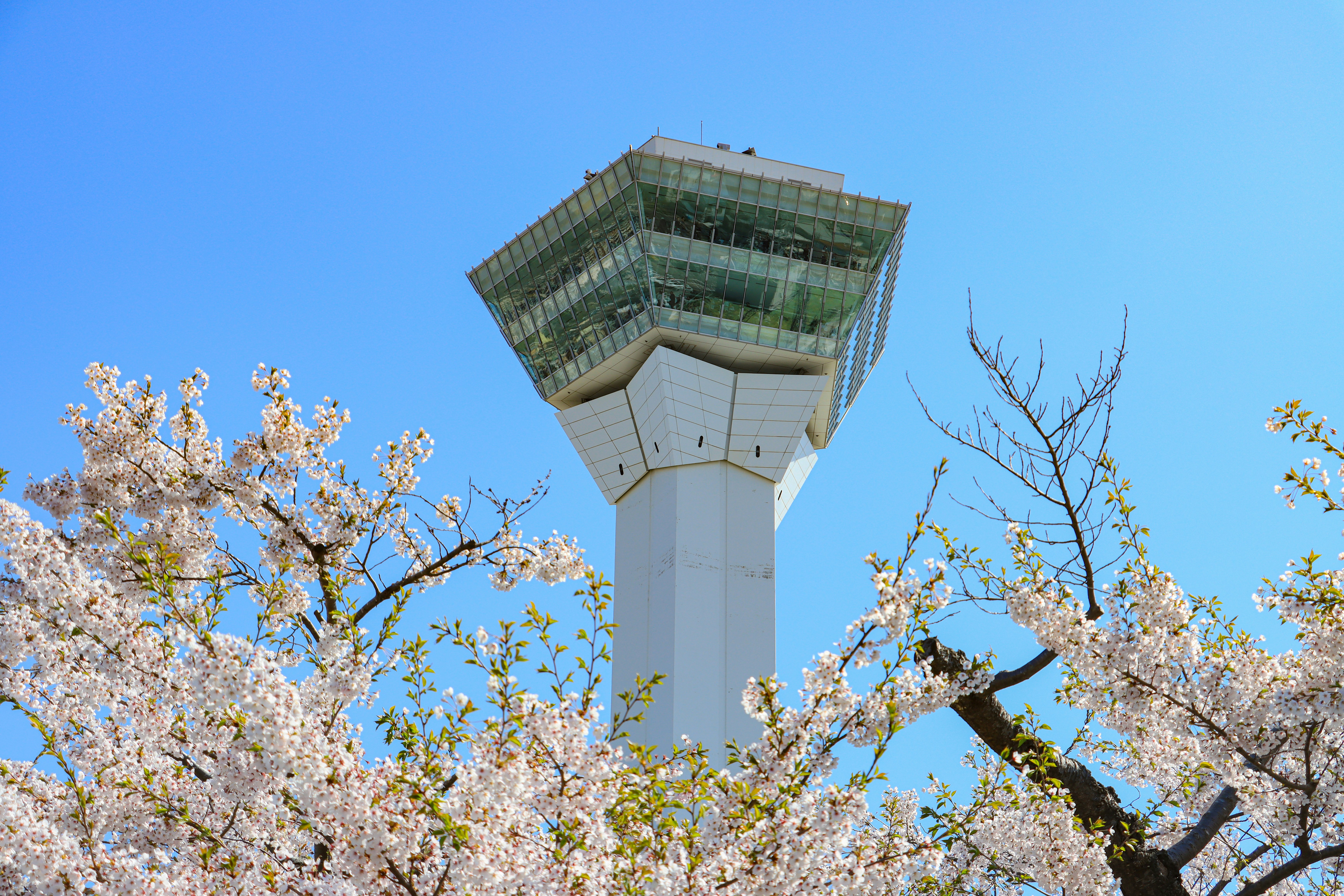 利尻島・礼文島観光｜花の離島と利尻富士の絶景