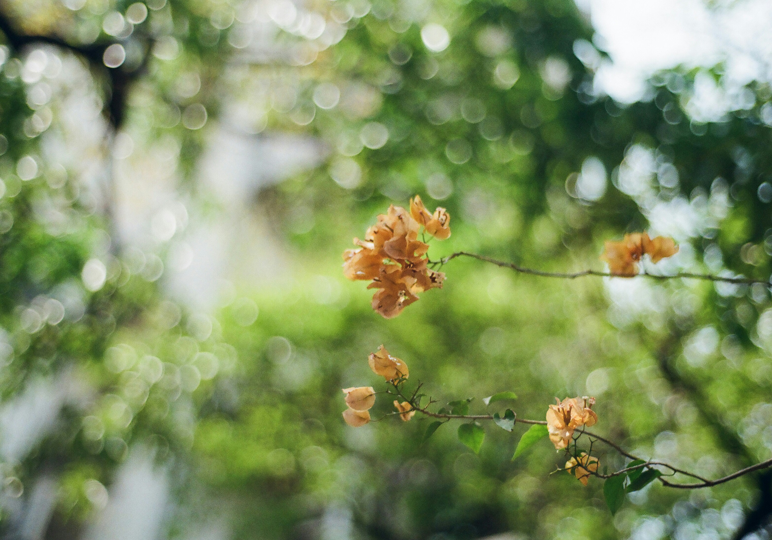 Photo by tuaans_