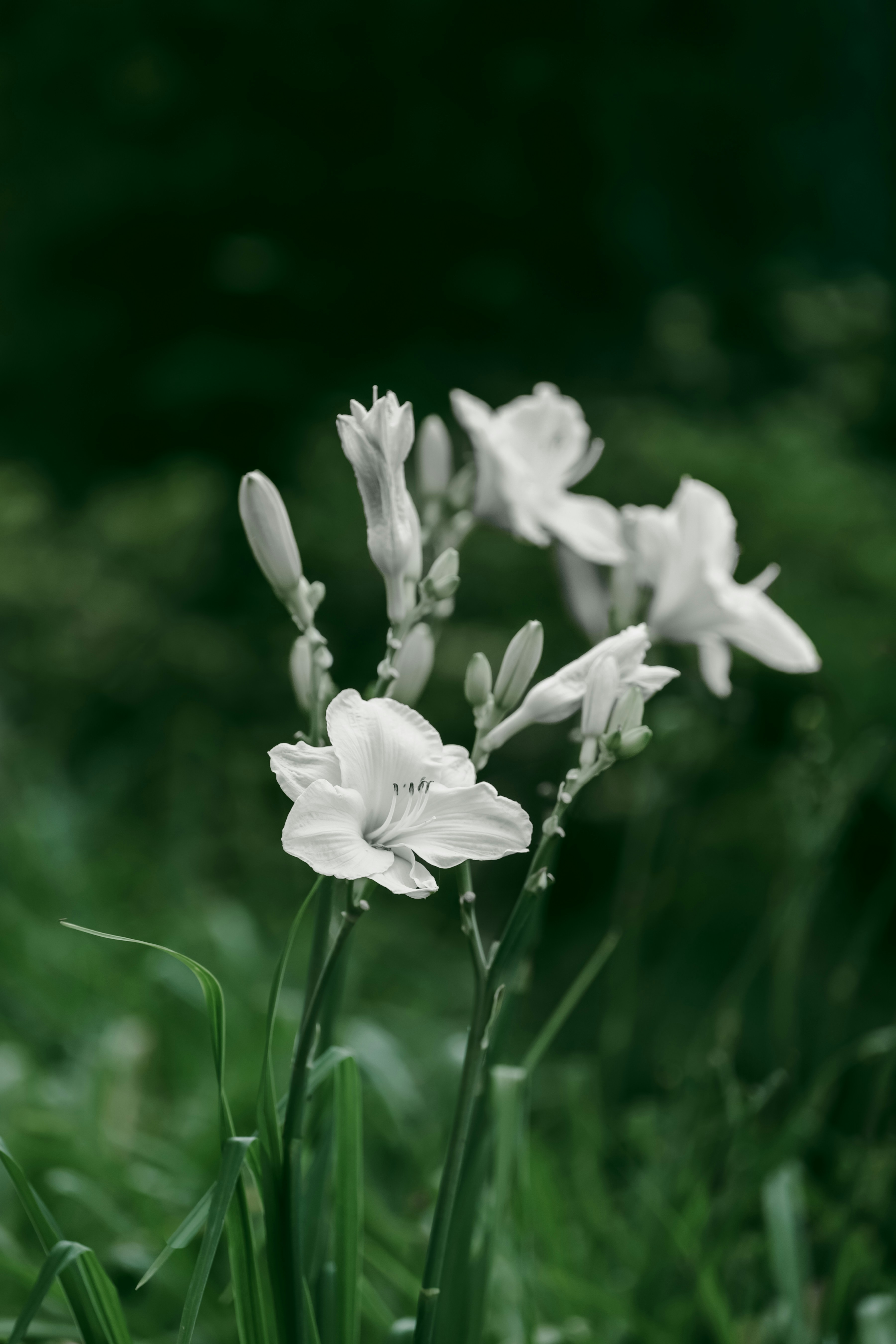 Lírios brancos florescem em um jardim verdejante e exuberante.