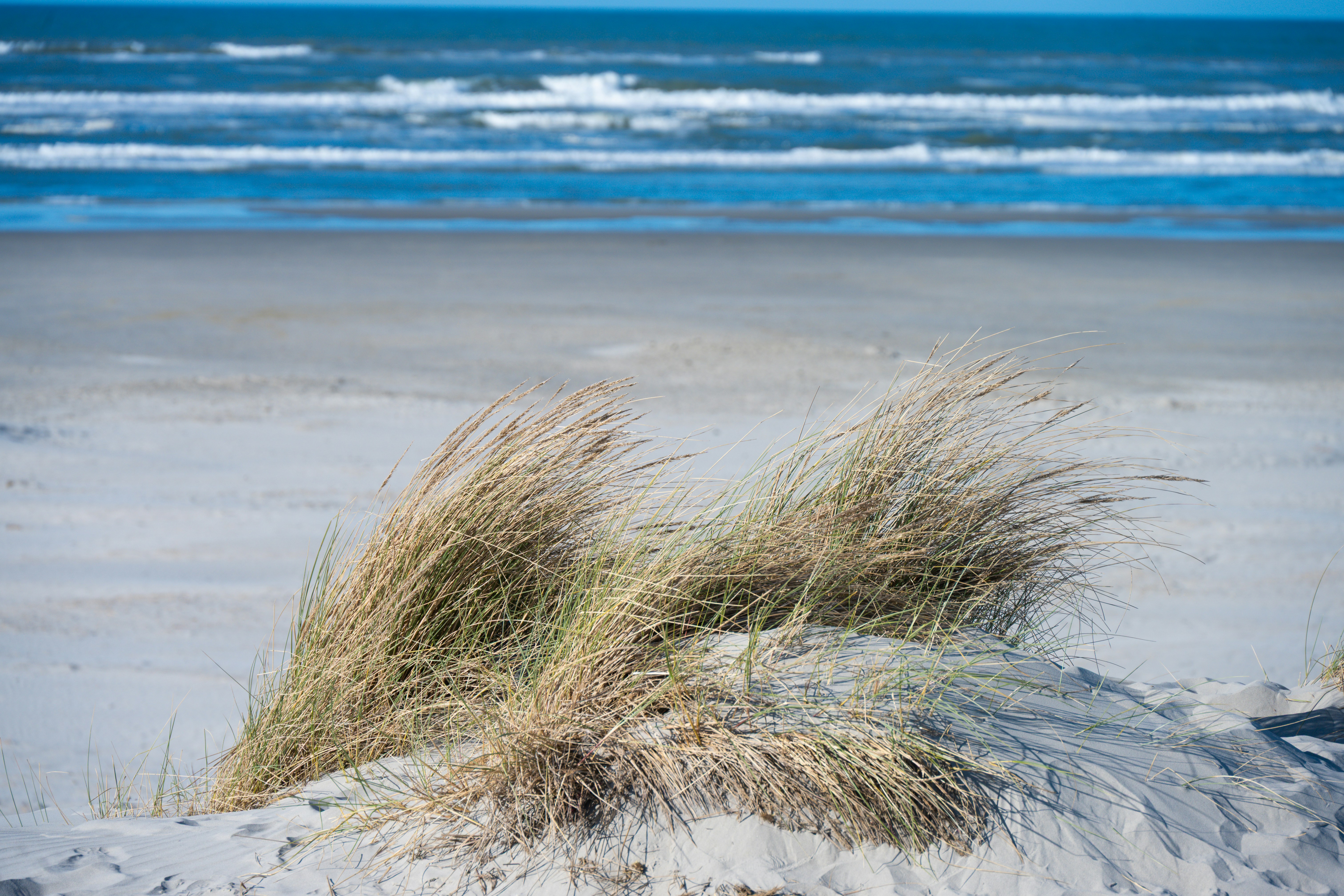 Grasses on a sandy beach with ocean waves in background