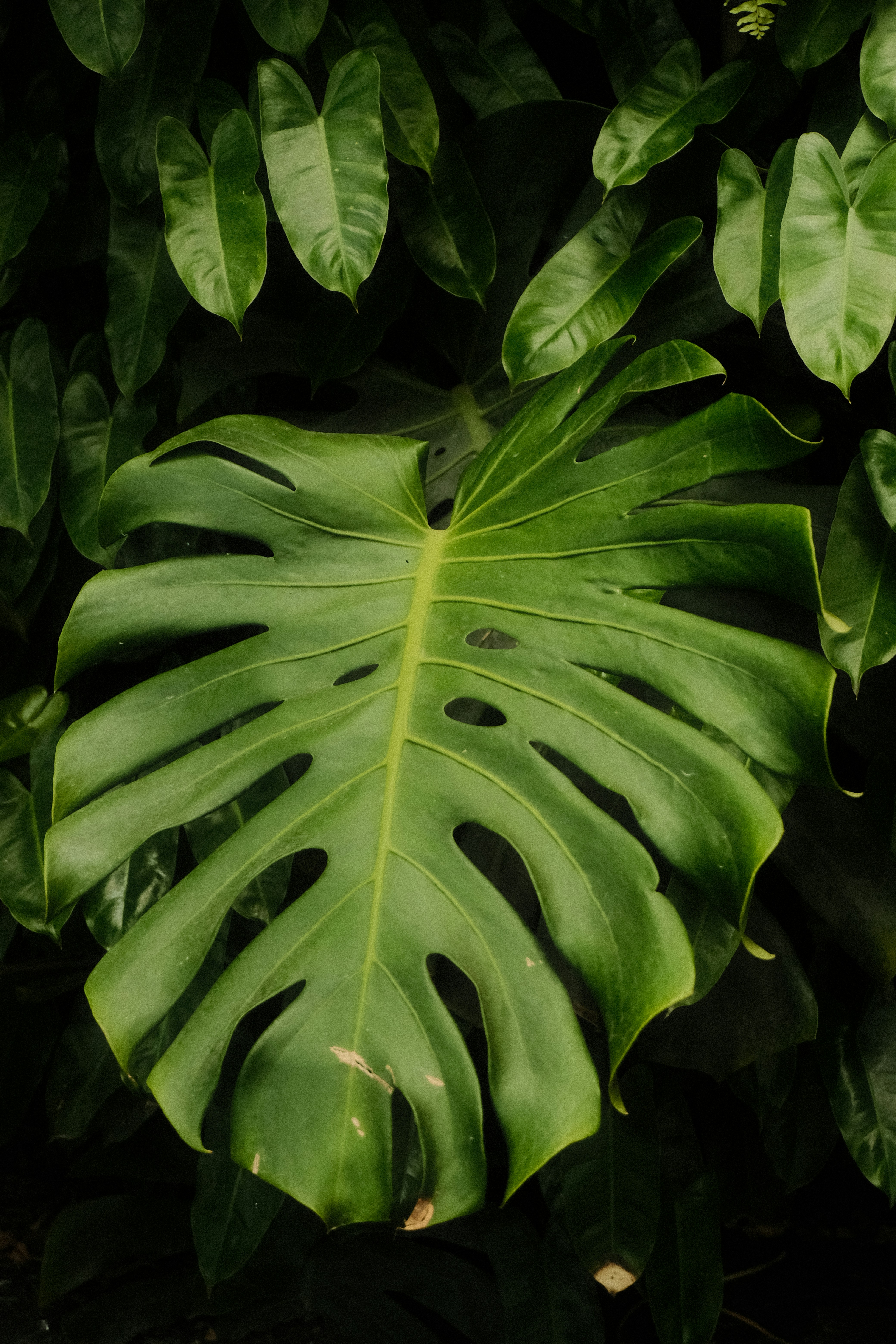 穴の開いた大きな緑色のモンステラの葉。の写真 – Unsplashの植物の
