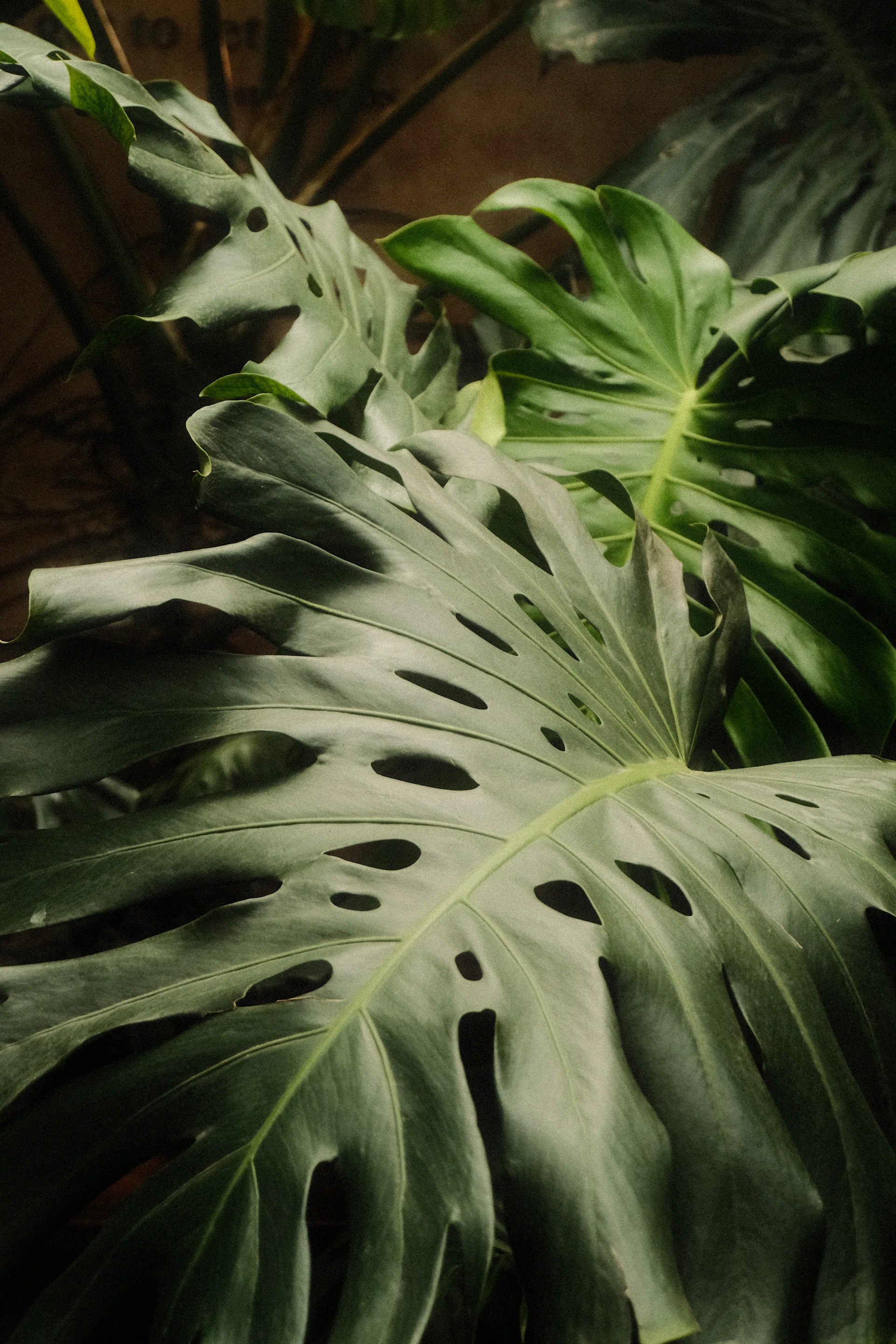 Large, perforated green leaves of a tropical plant.