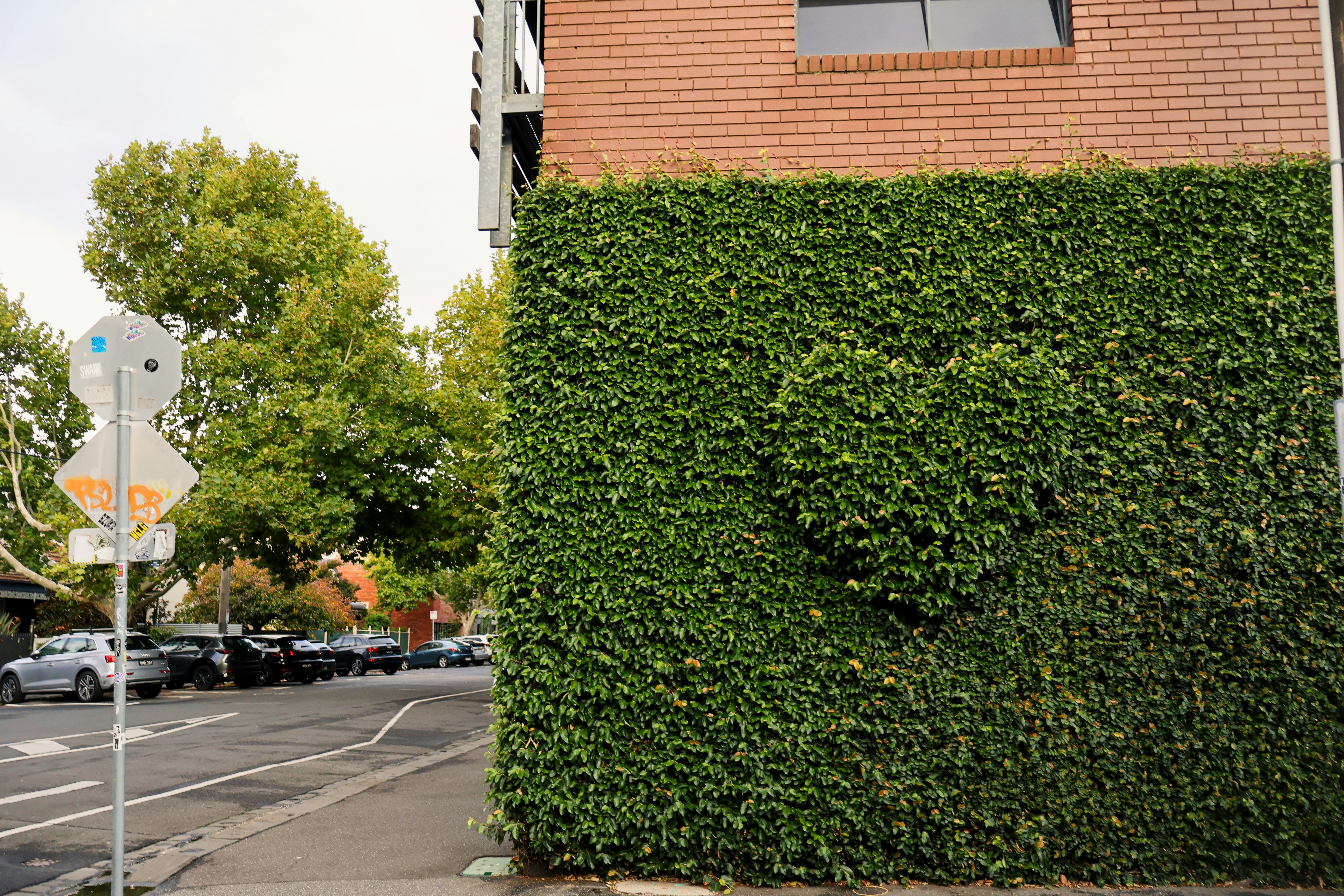 Green ivy covers a brick building wall next to street.