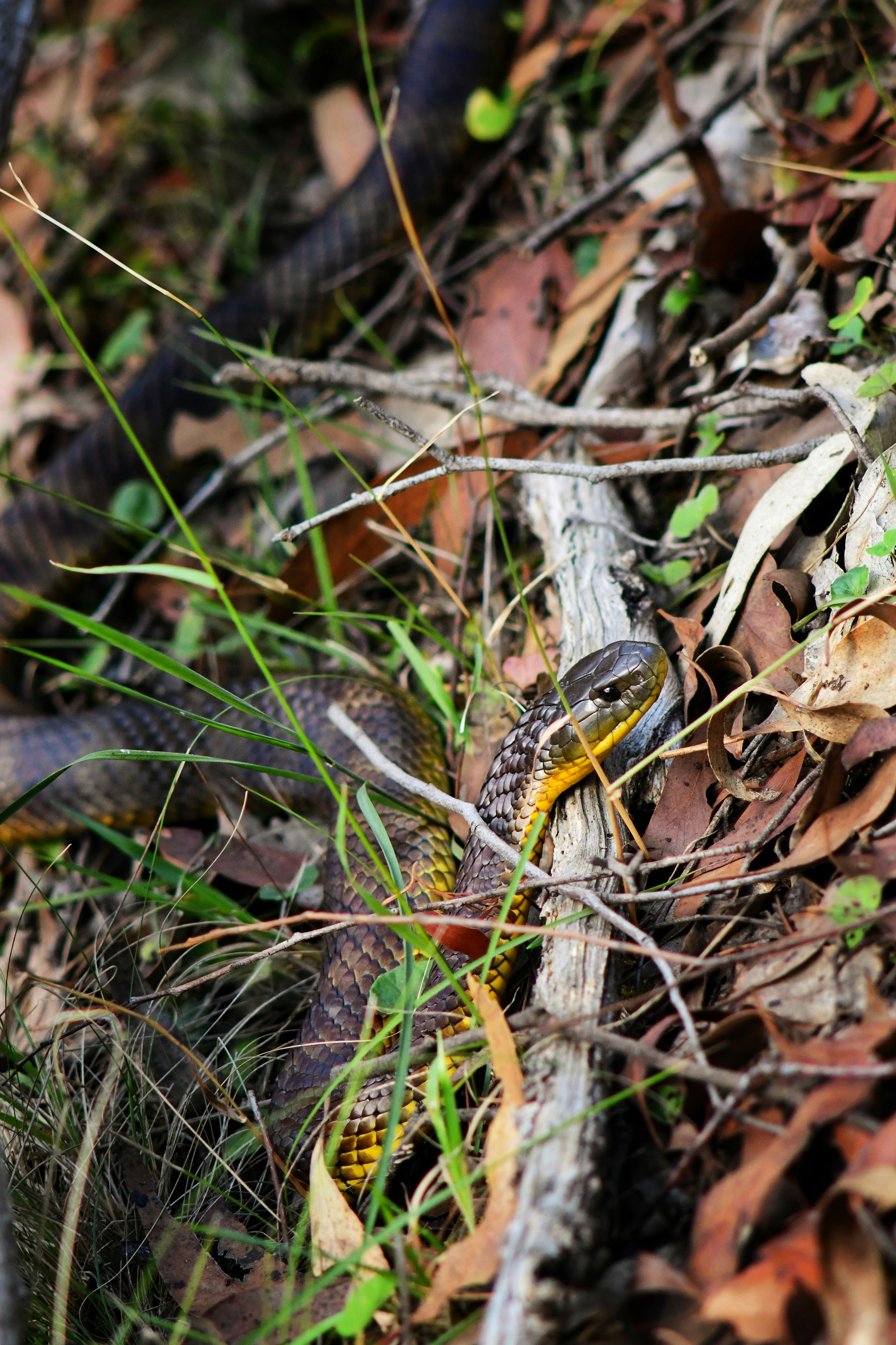 Un serpente con segni gialli e rossi sul terreno.