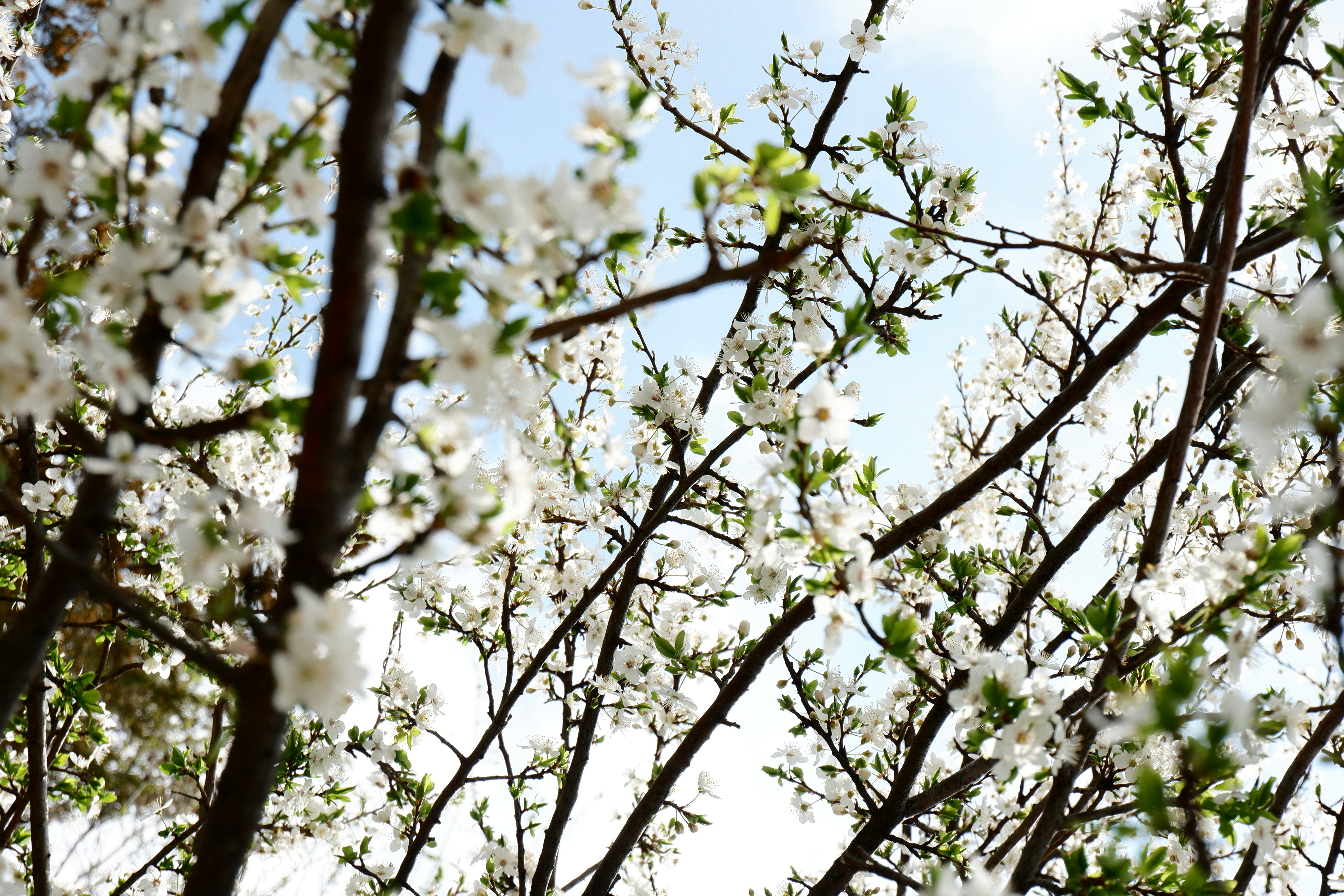 White blossoms on tree branches against blue sky.