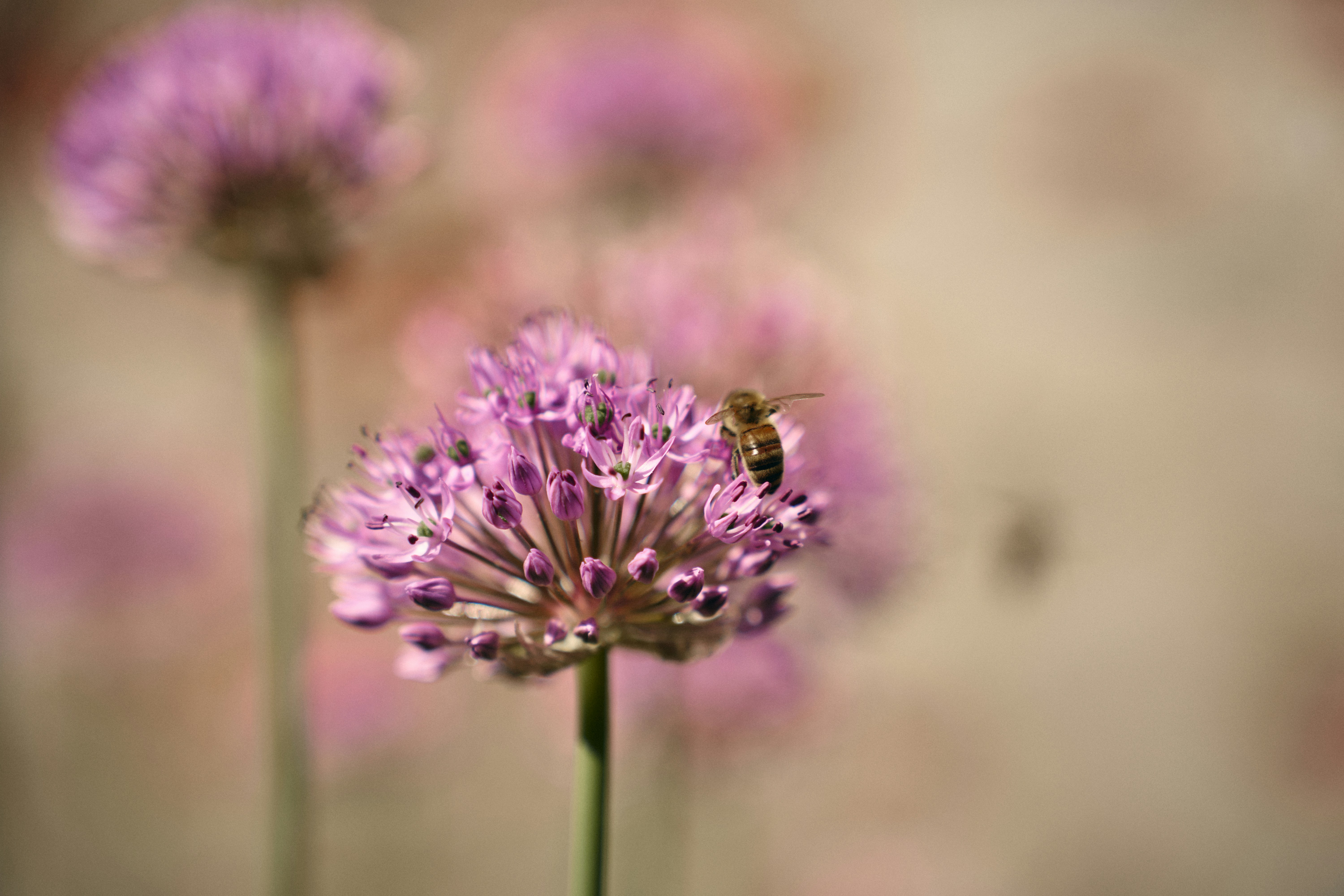 Photo by lukaskaufmann