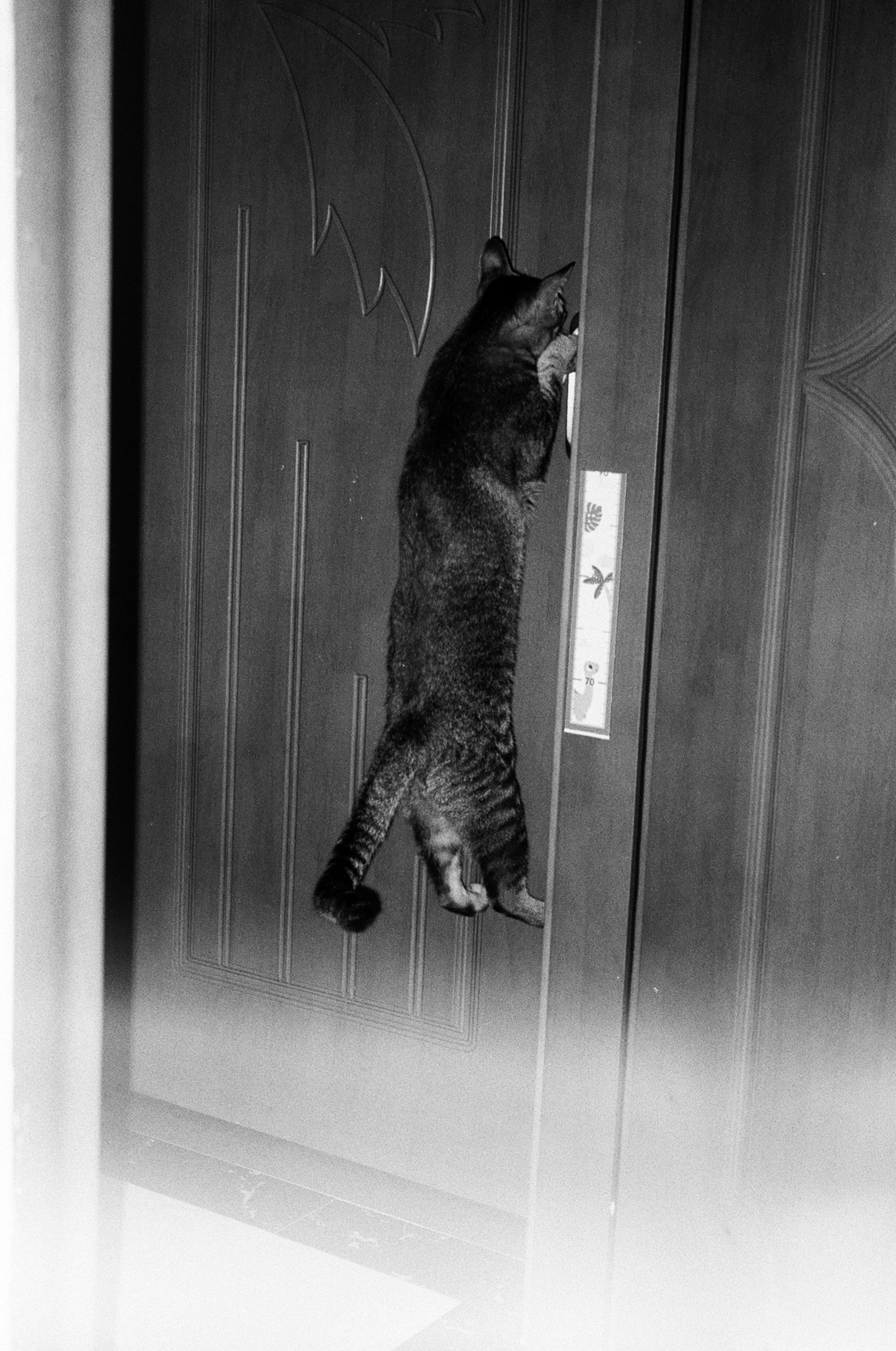 Eine Katze klettert eine Holztür hoch.