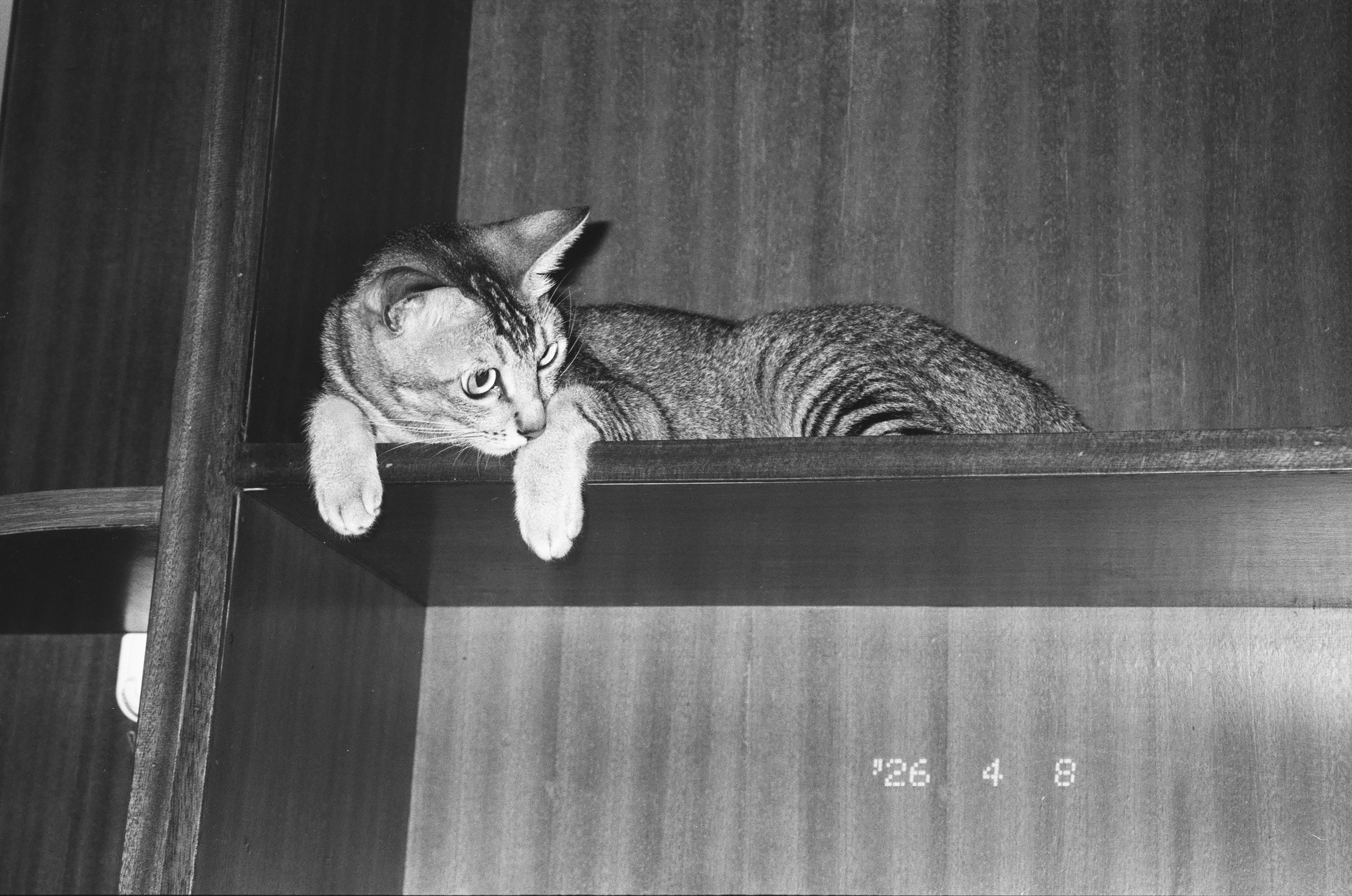 Eine getigerte Katze ruht auf einem Holzregal.