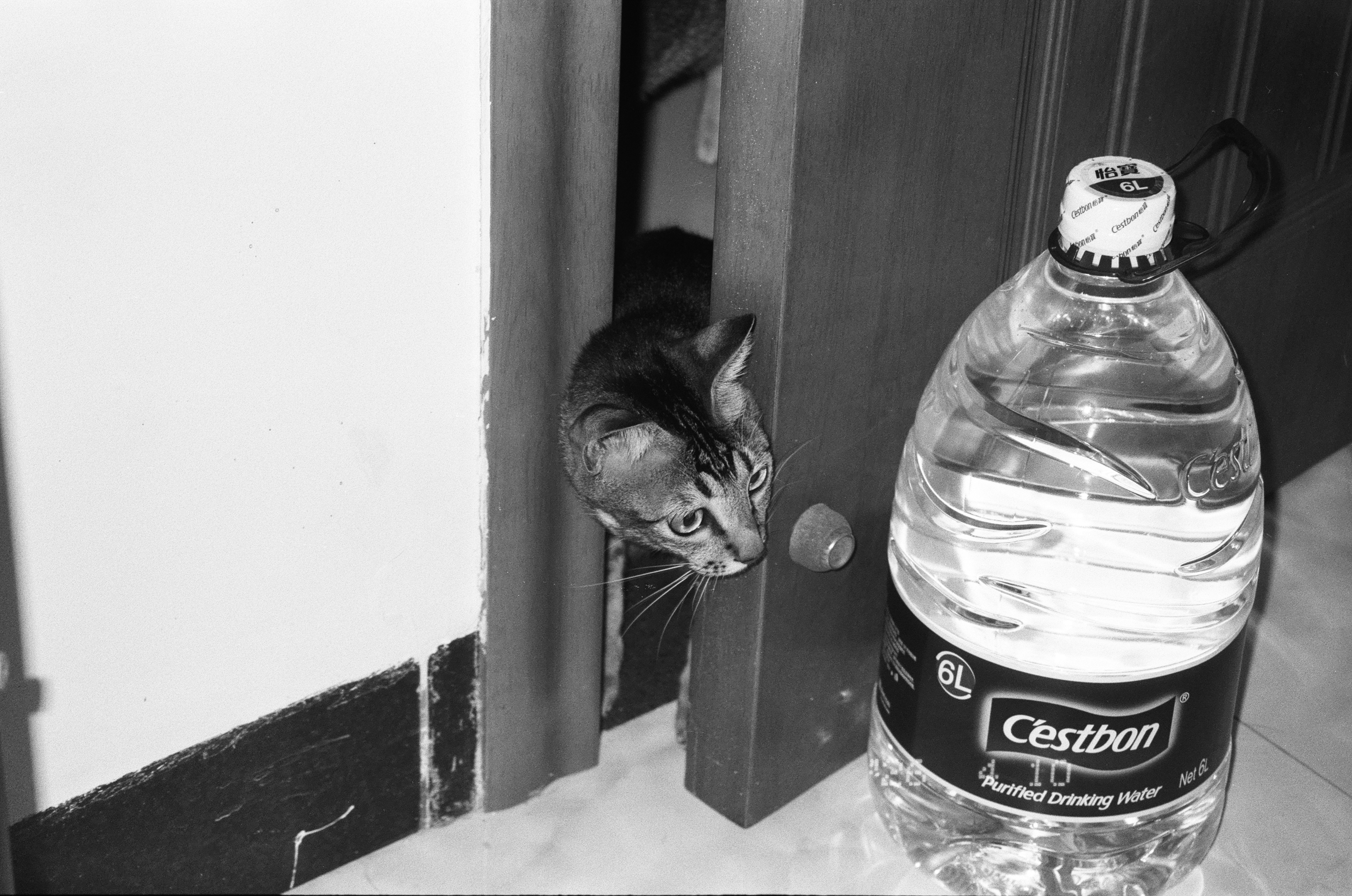 Eine Katze lugt hinter einer Tür hervor.