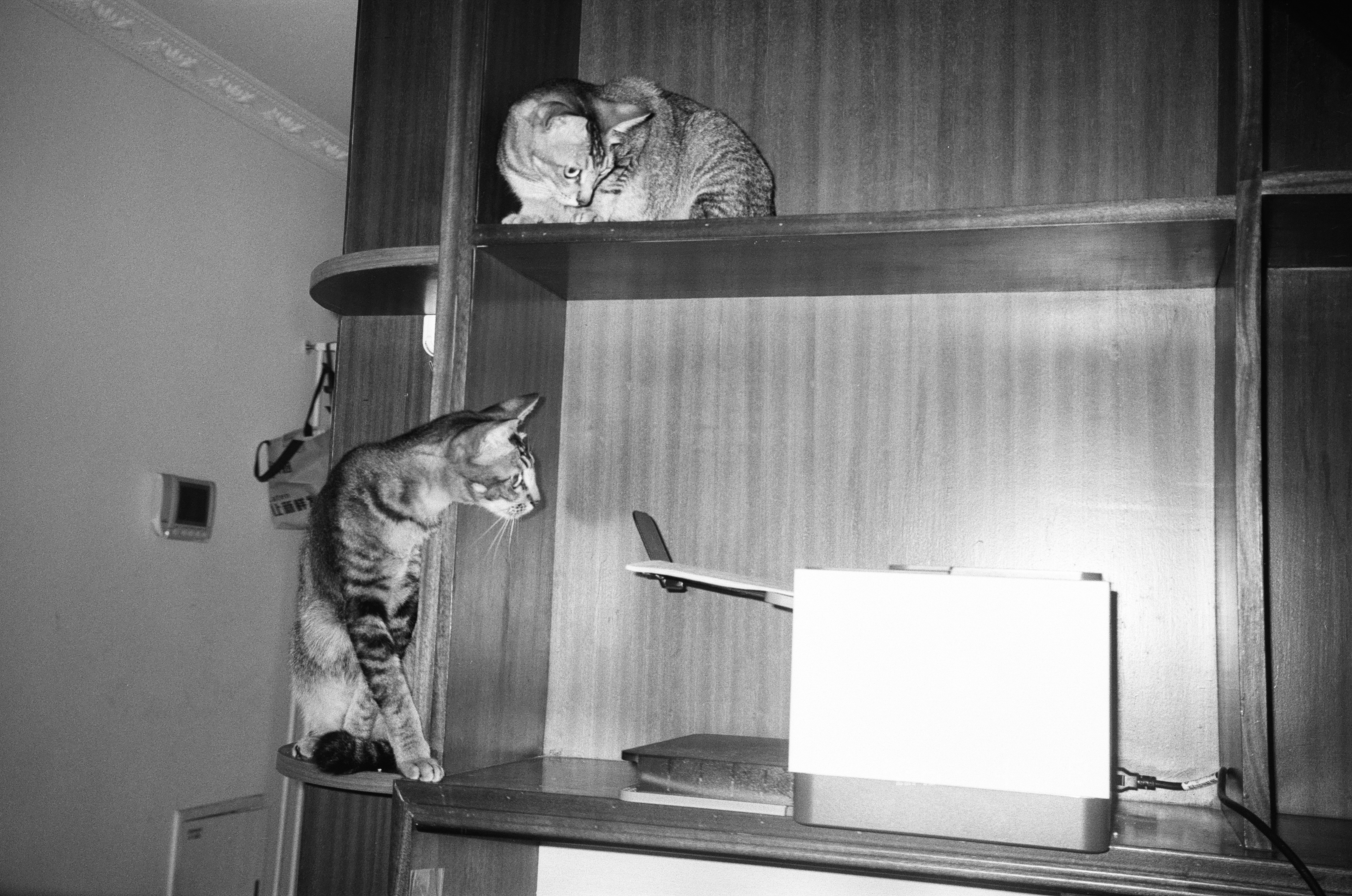 Zwei Katzen auf einem Regal mit einem Spielzeugflugzeug.