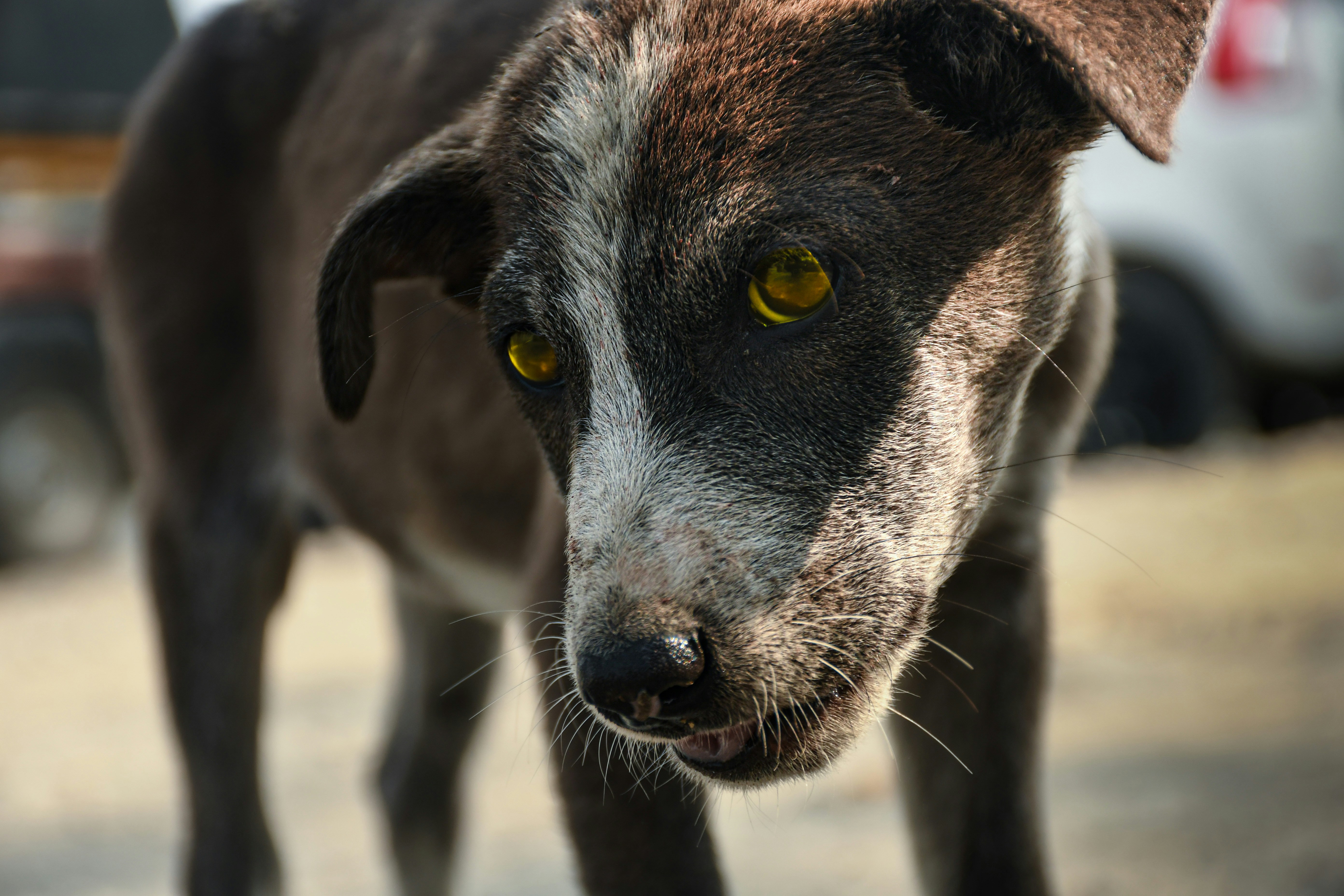 Un perro callejero con ojos amarillos llamativos mira al frente.