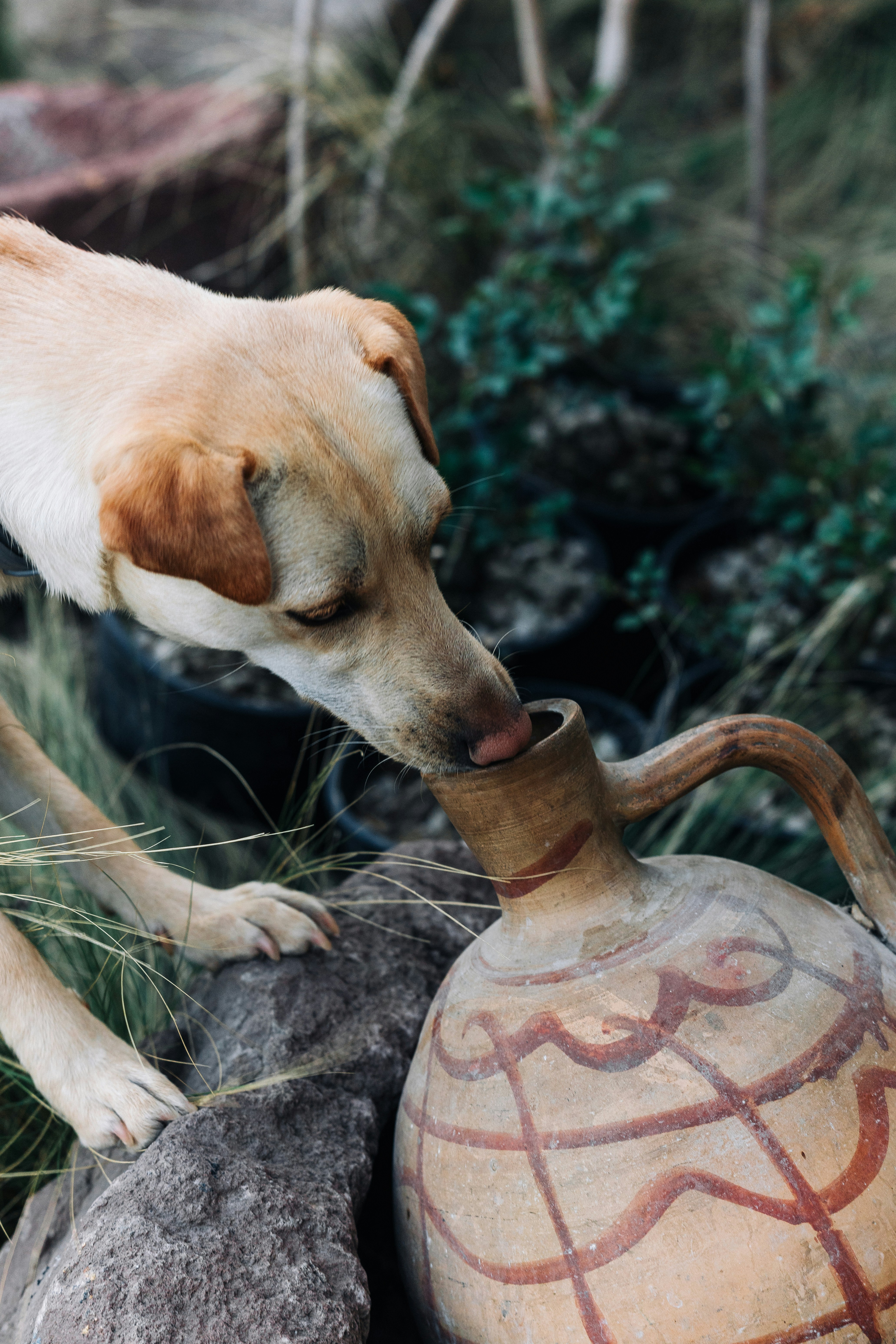 Un chien renifle une vieille cruche en argile ornée de motifs peints.