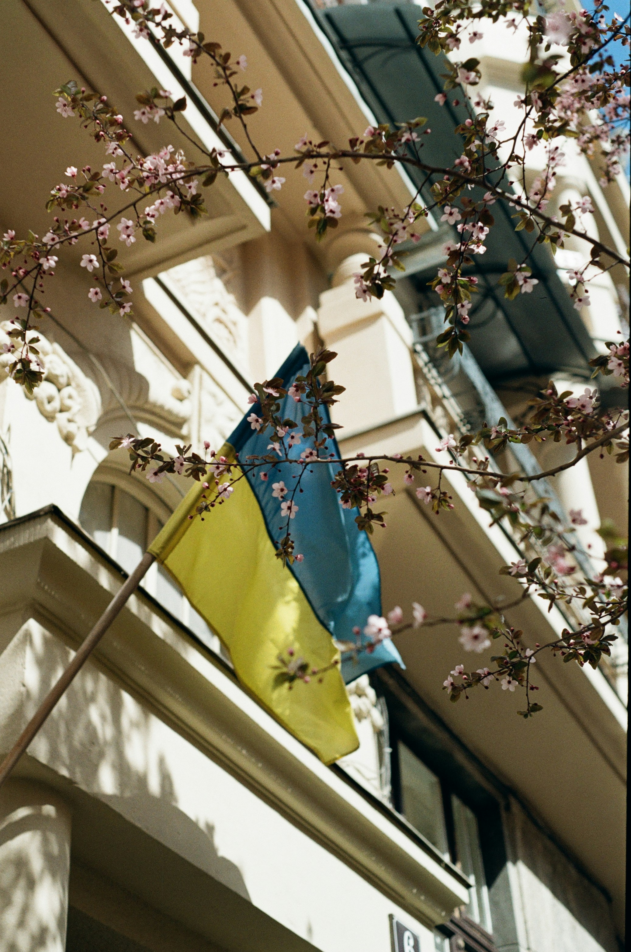 Ukrainian flag flying near blooming cherry blossoms.