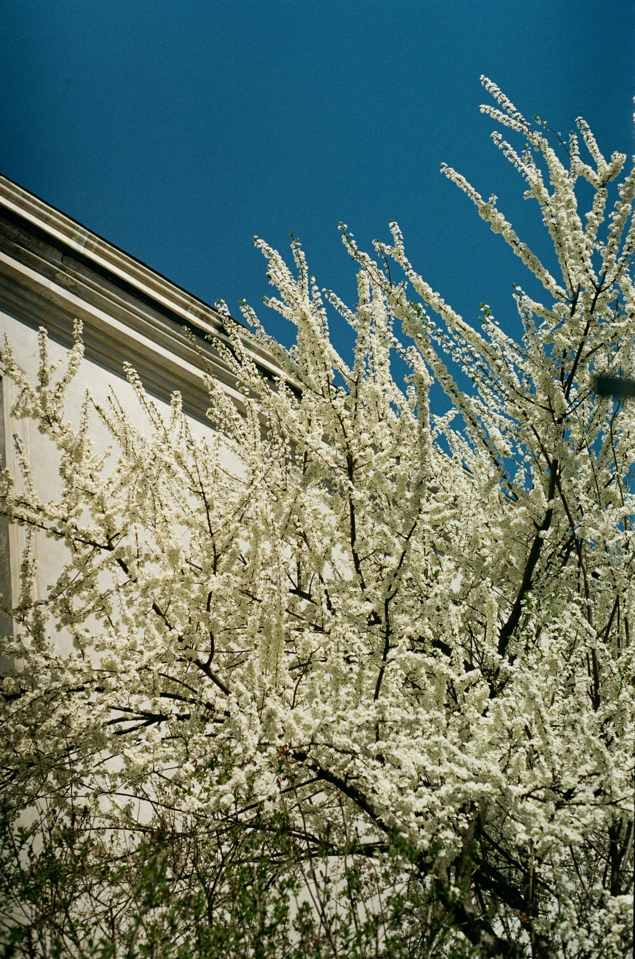White blossoms on a tree with blue sky.