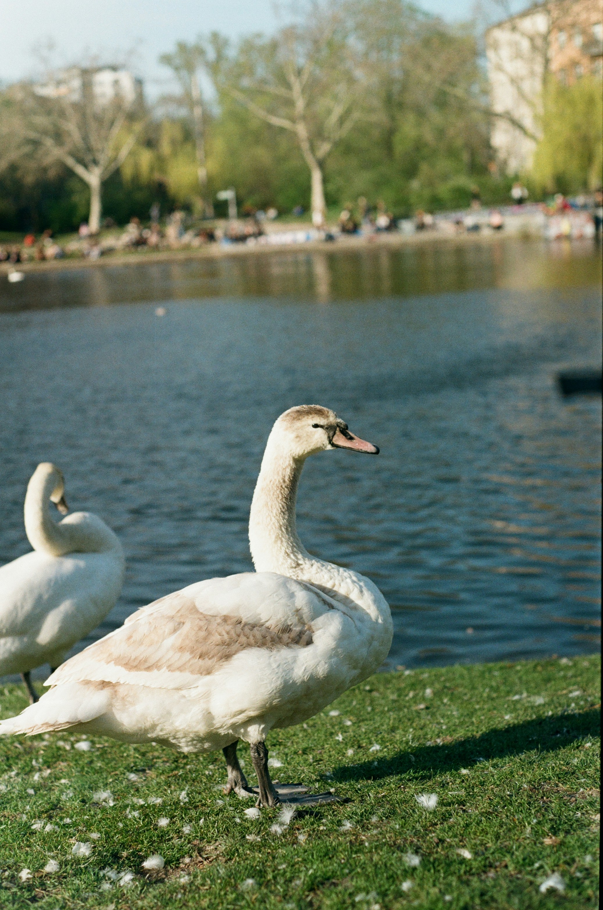 Two swans stand on grassy bank near lake.