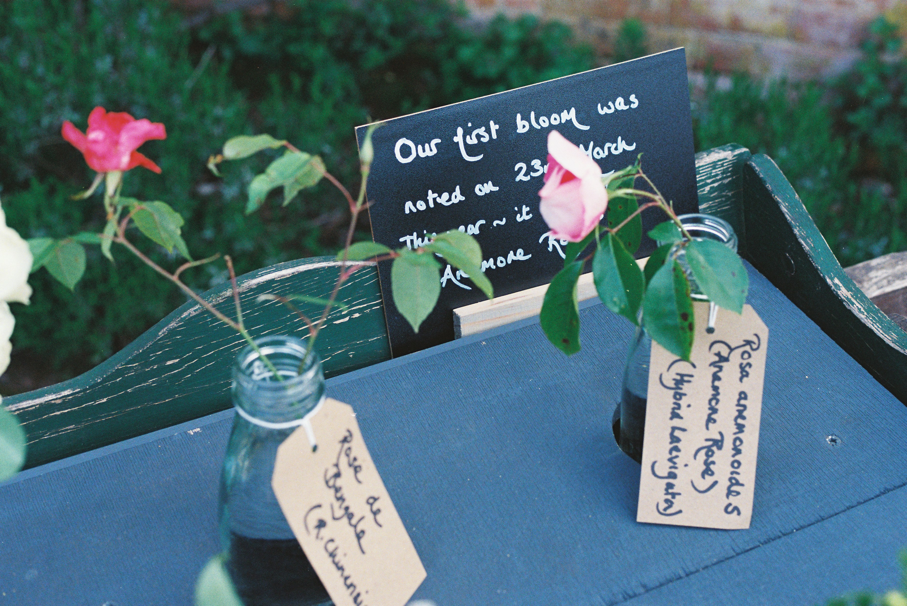 Two roses in bottles with labels and informational sign