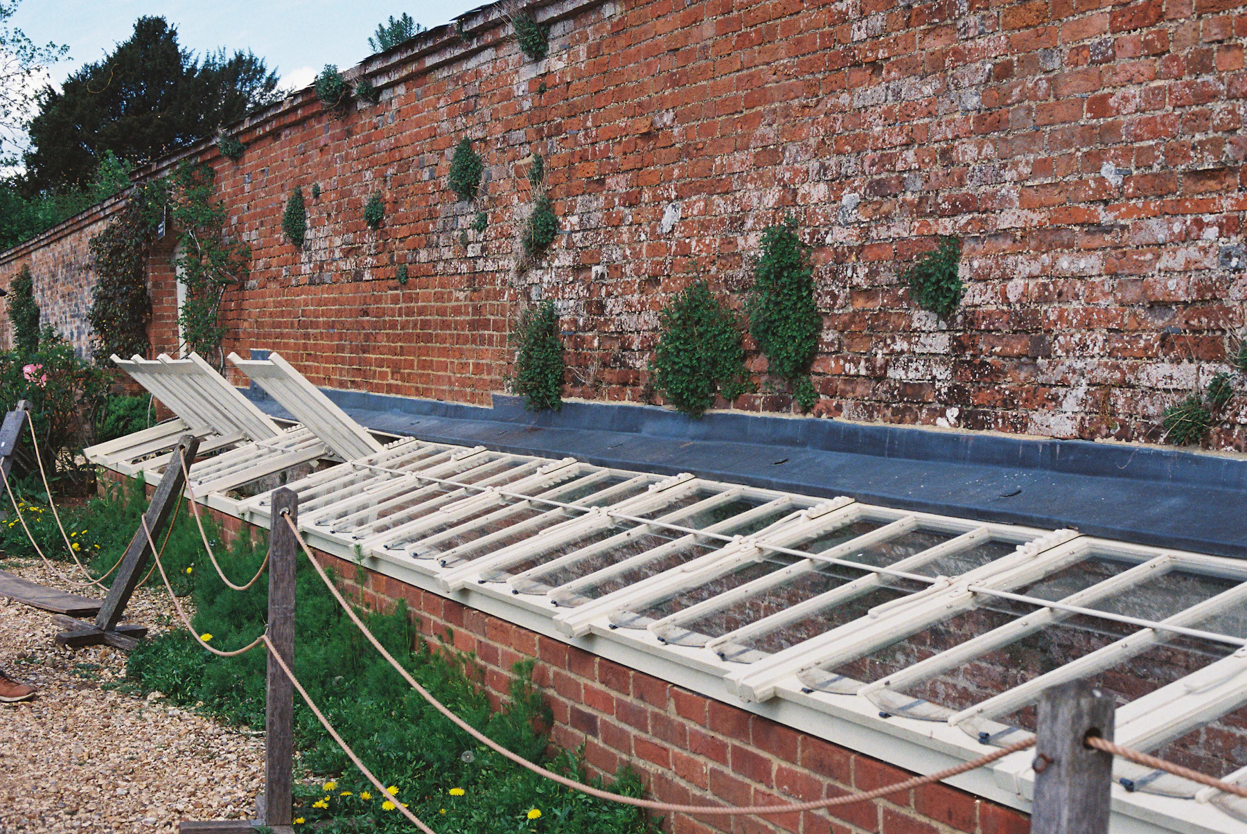 A long row of white-framed cold frames with their lids propped open against a brick garden wall