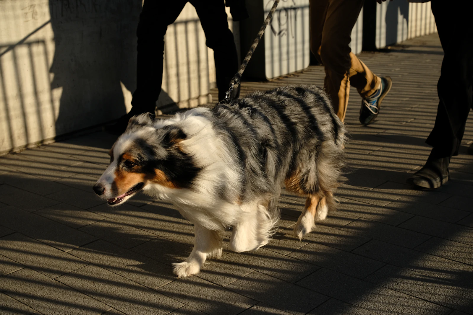 Australian shepherd walking on a sunlit paved sidewalk