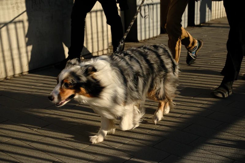 Dog walking lifestyle