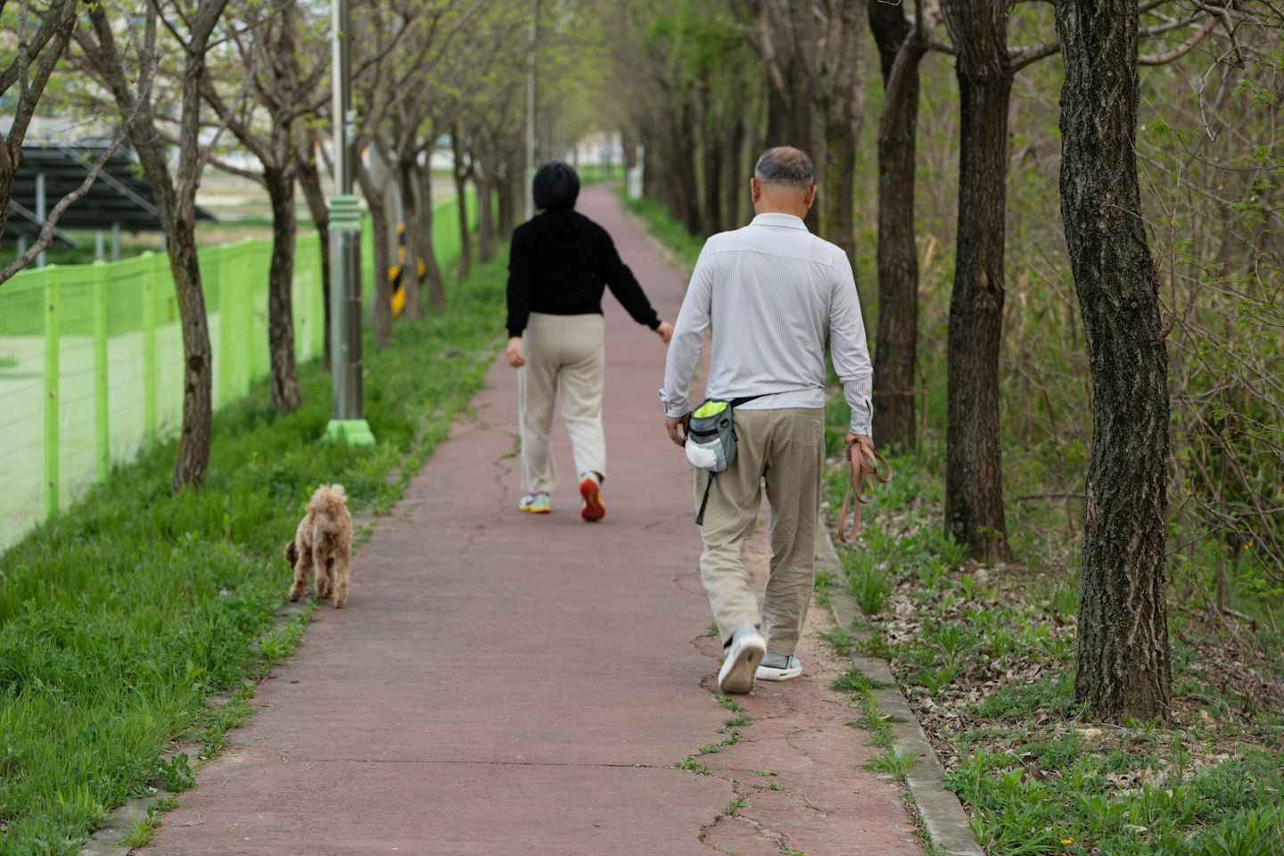 A dog out on a walk in PawHaul gear