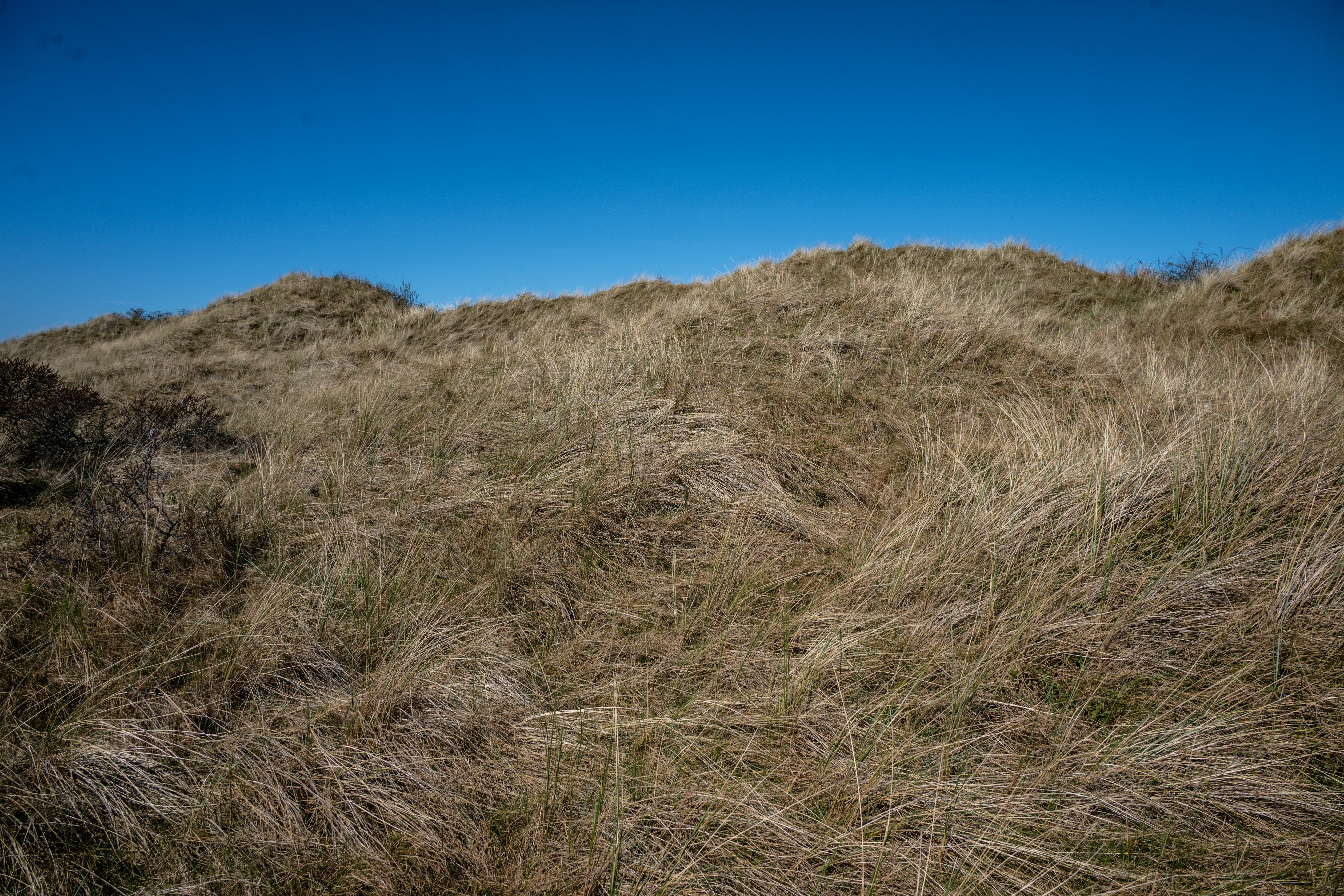 Dunes d’herbe sèche sous un ciel bleu clair