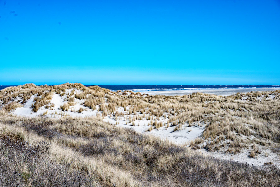 Dunes couvertes d'oyats avec vue sur la mer