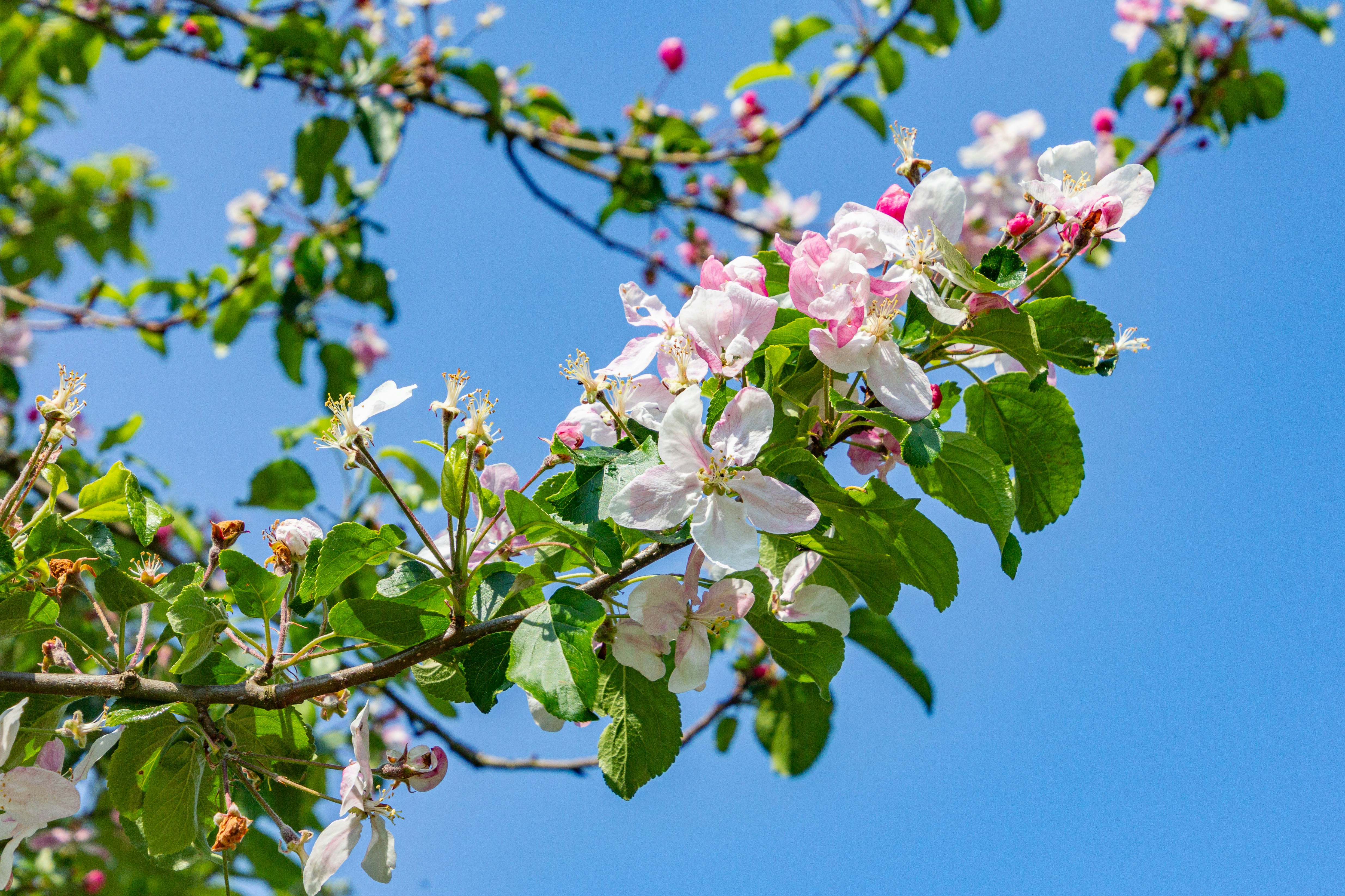 I fiori di mela sbocciano contro un cielo azzurro limpido
