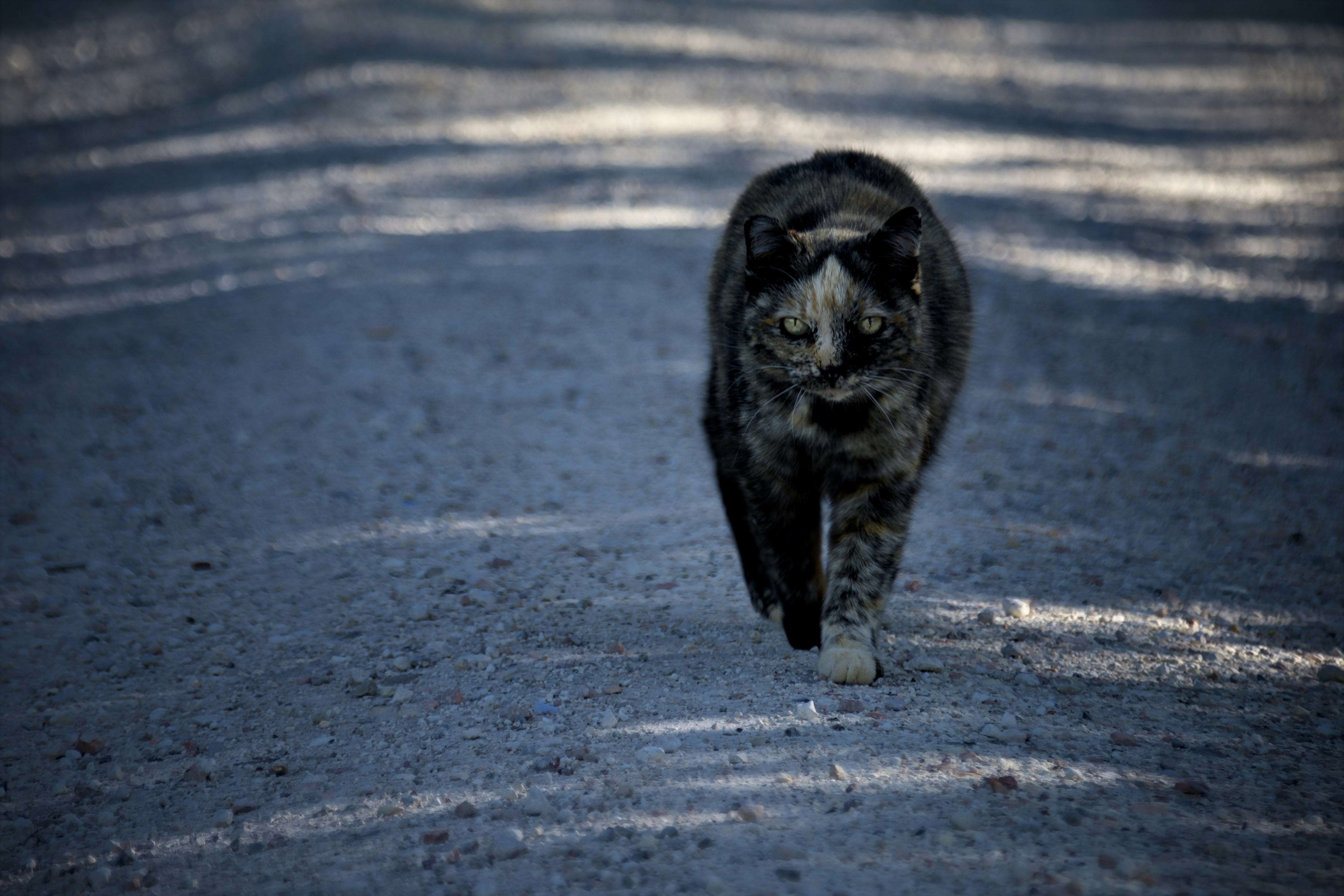 A tortoiseshell cat walks down a gravel road.