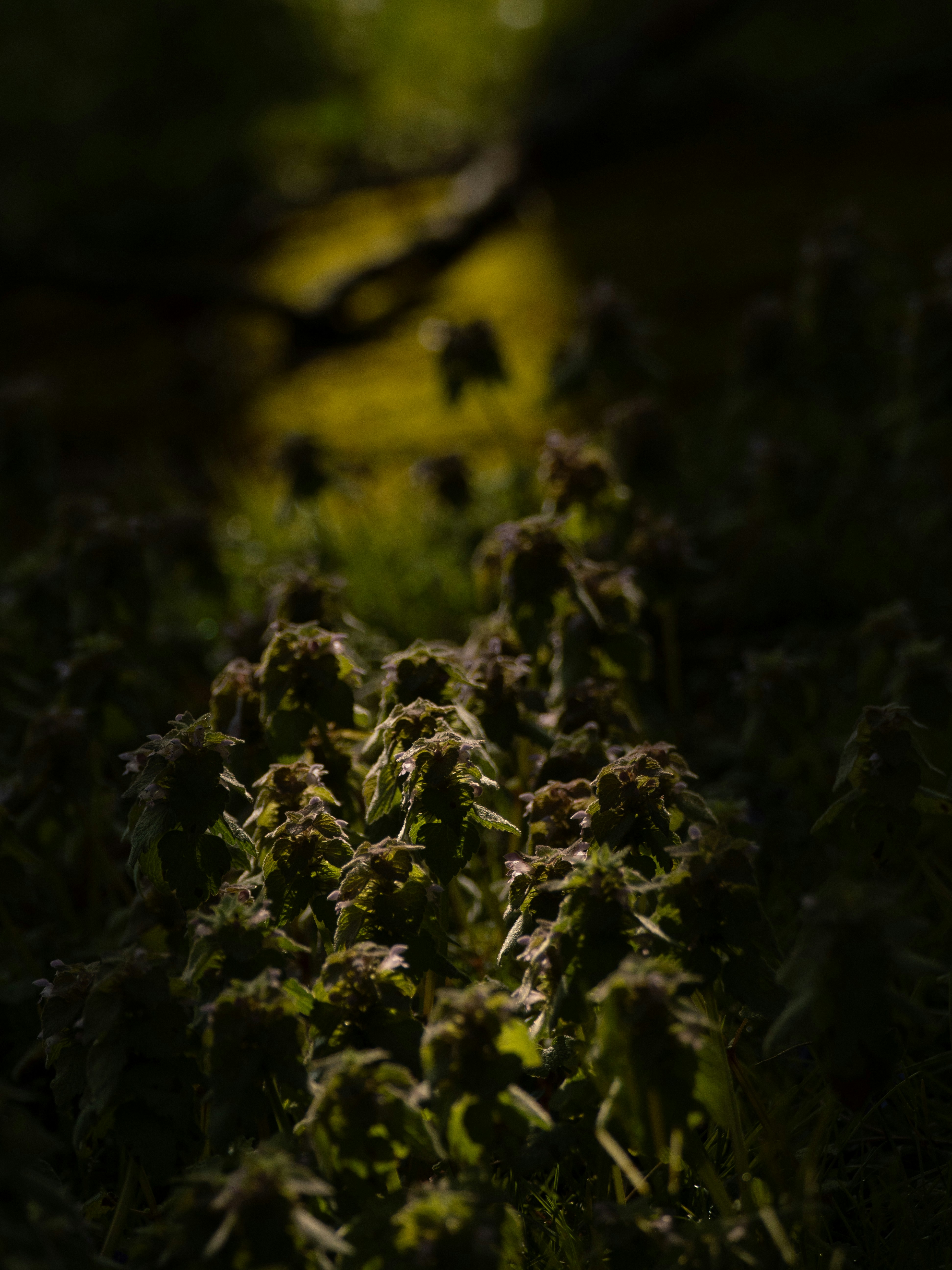 Close-up of flowering plants in a dark forest.