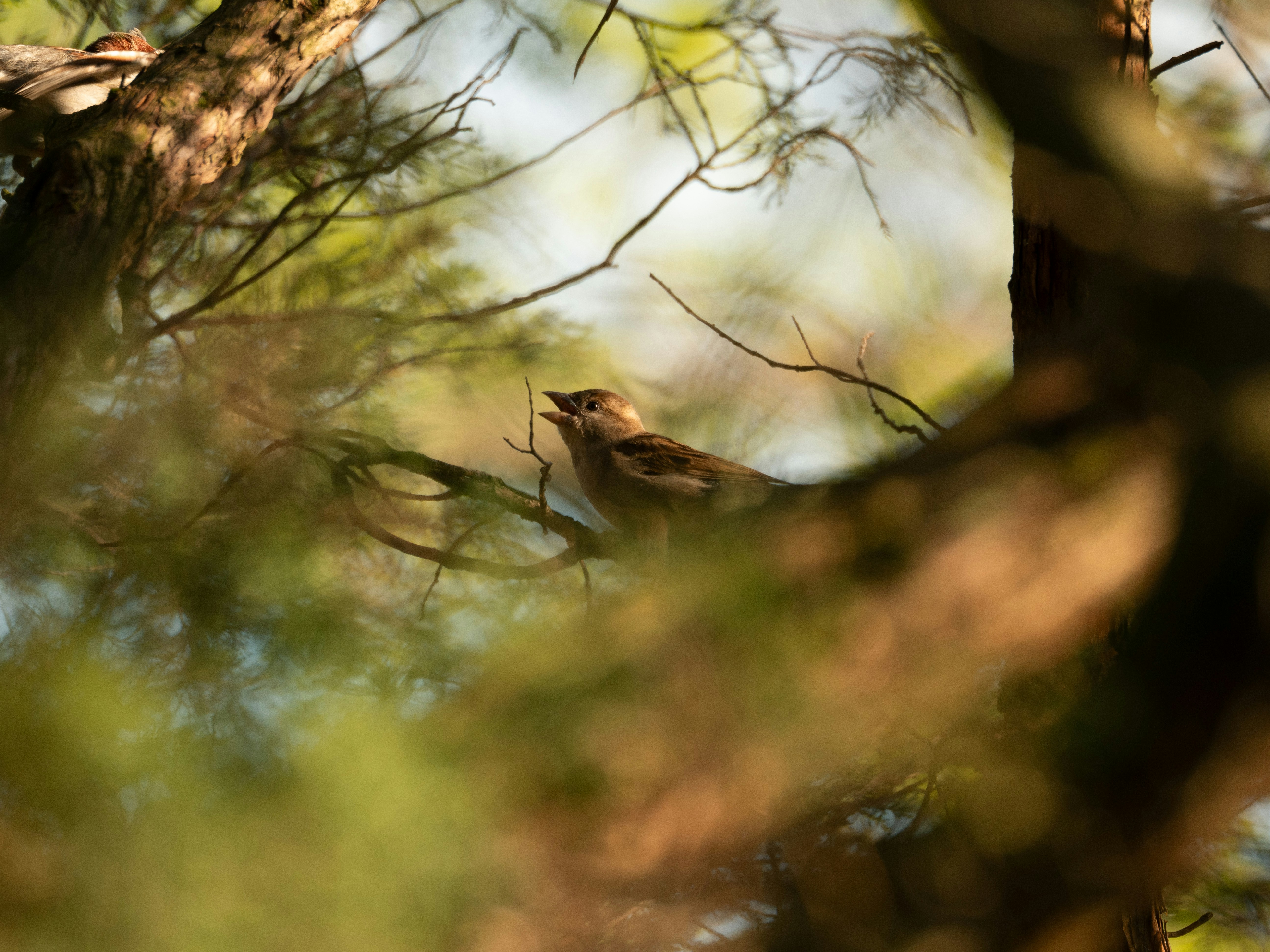 A small bird perched on a tree branch singing.