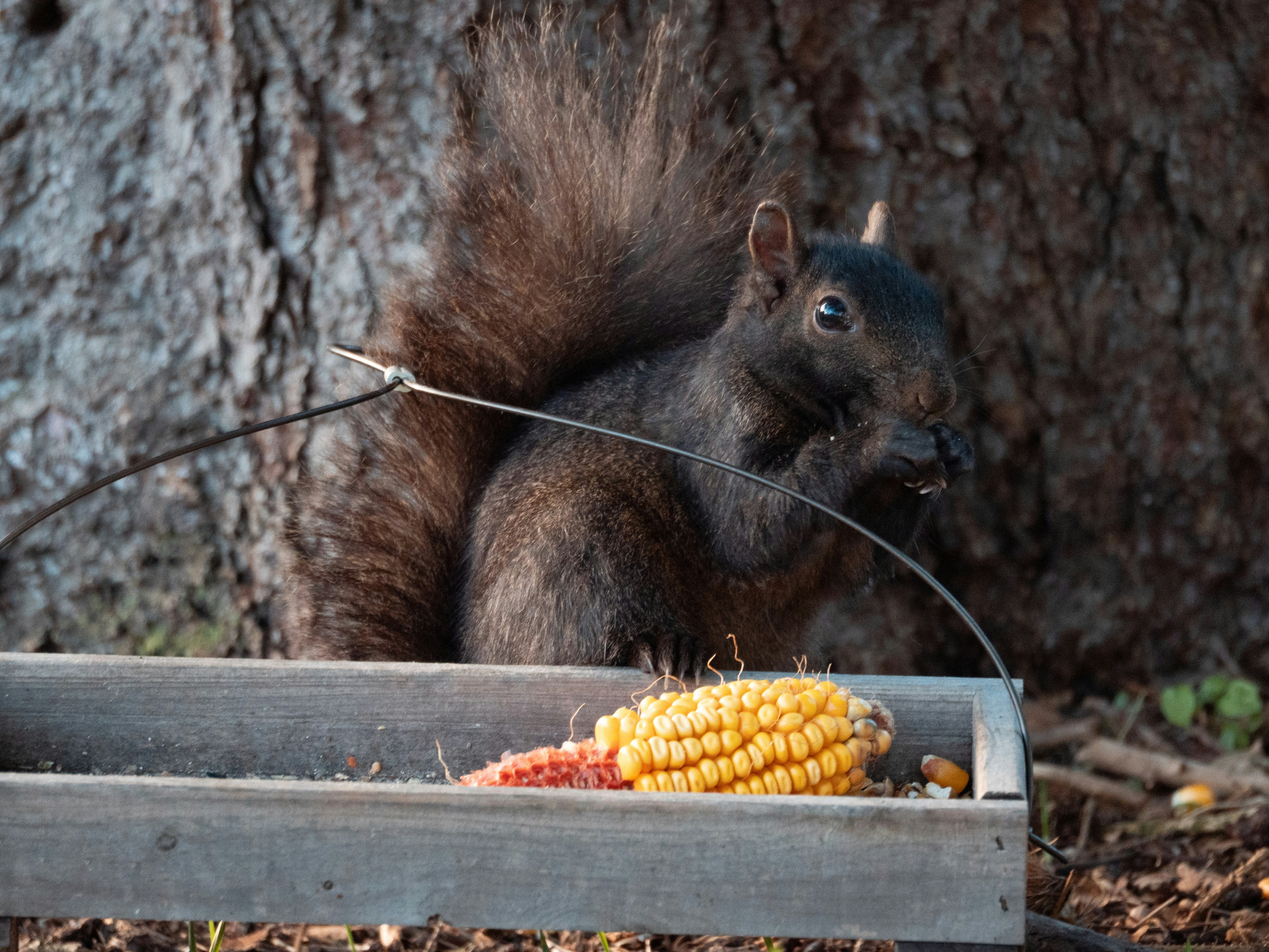 A squirrel eats corn from a feeder